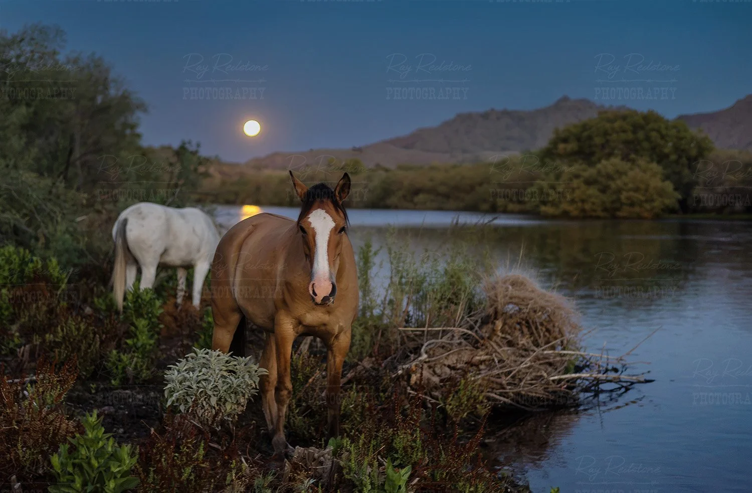 horses-riverbank-full-moon-0S8A3634-1500wm.jpg