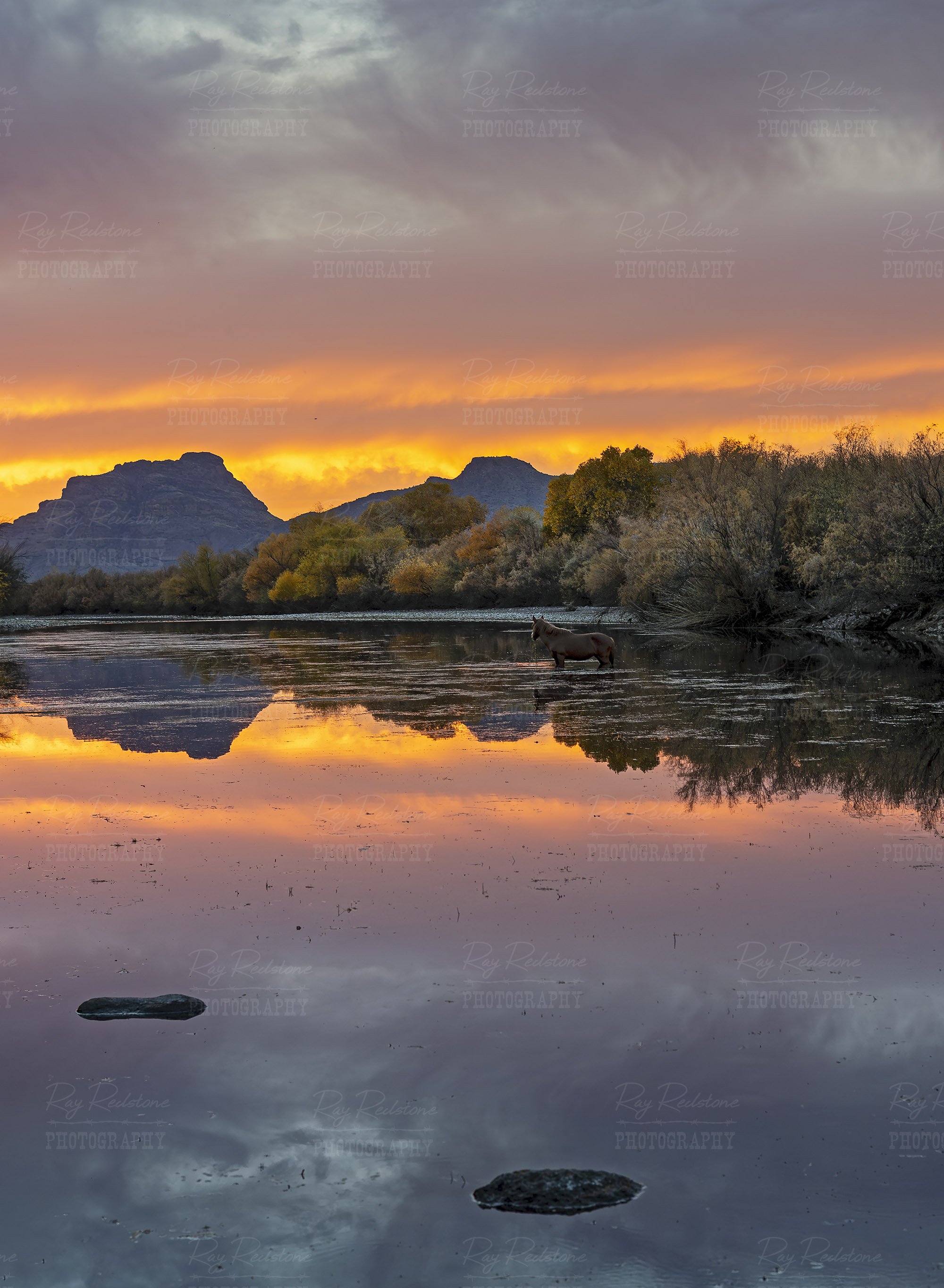 Vertical Photo Of A Salt River Wild Horse At Sunset Time