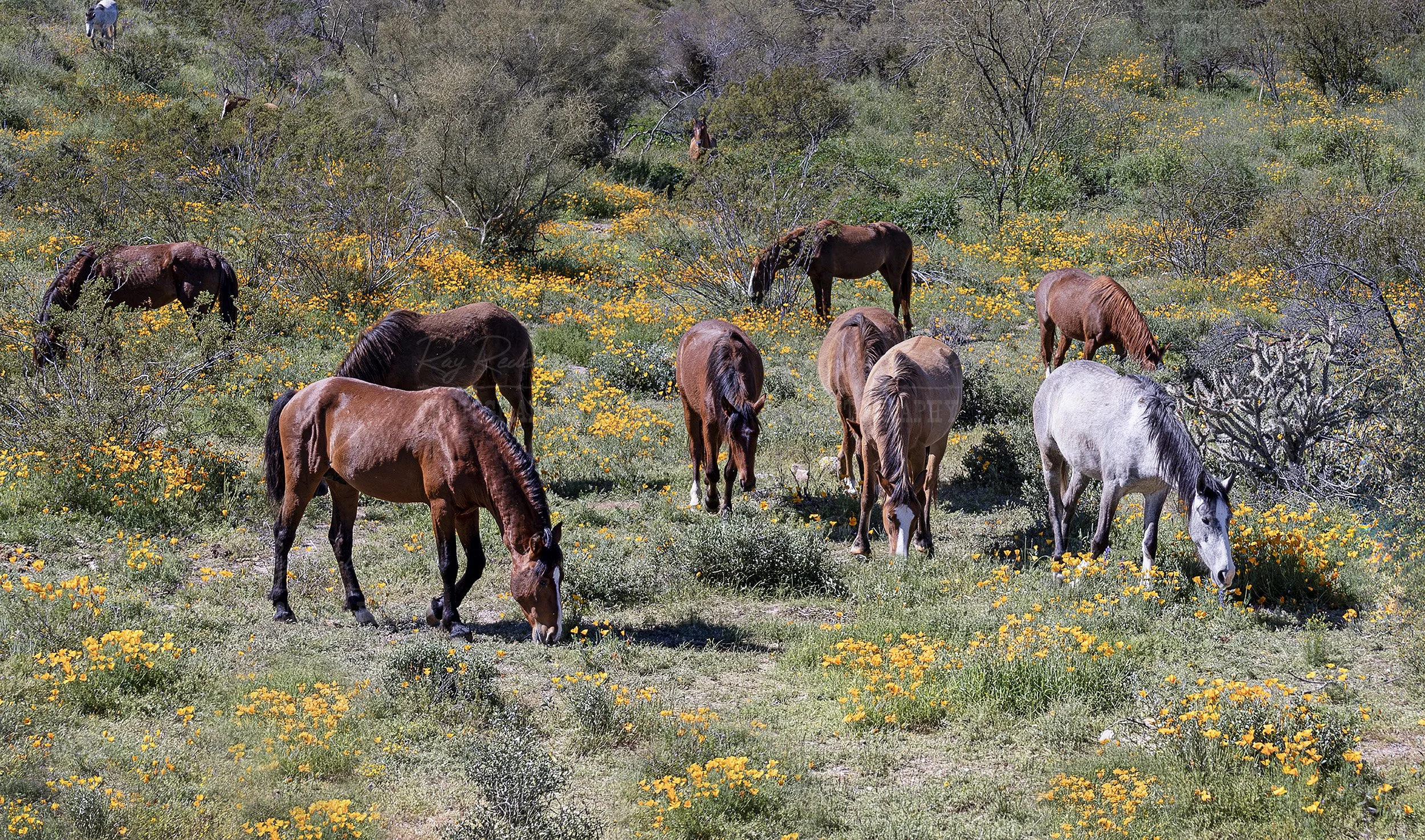 Beautiful Wild Horses Grazing Among Wildflowers In Arizona