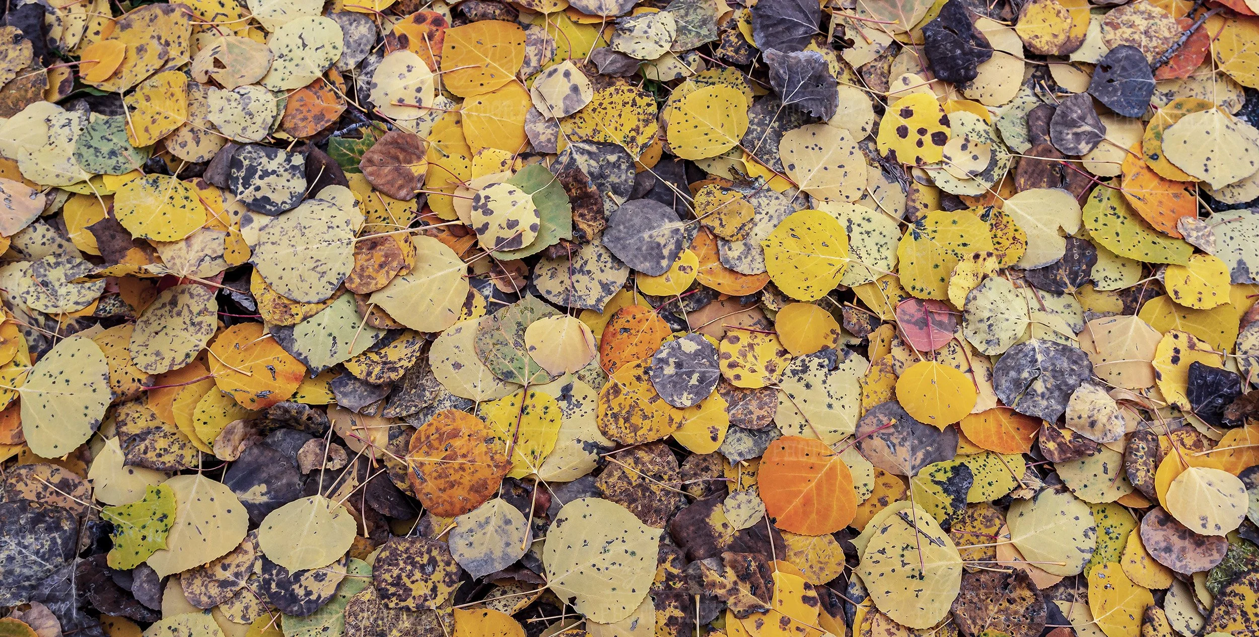 Close Up View Of Vibrant Colored Fall Leaves From Colorado