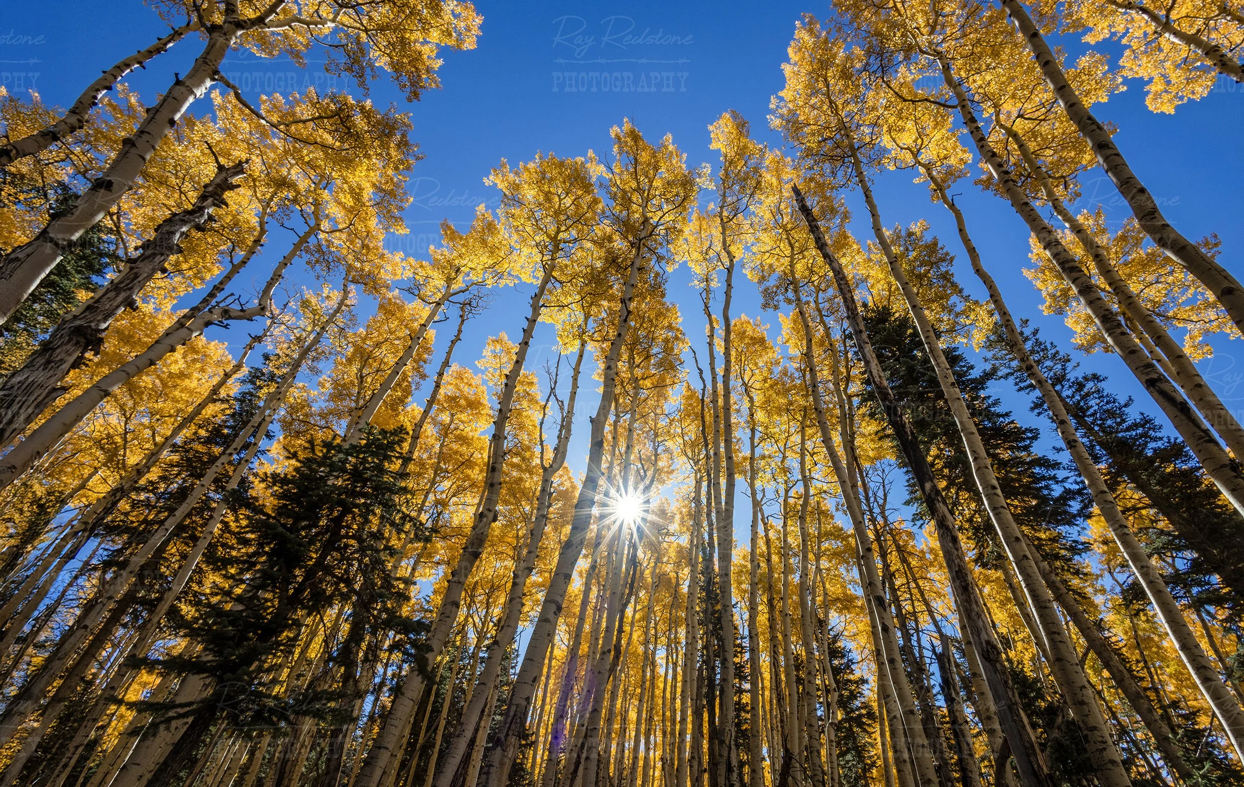 Quaking Fall Aspen Stand With Sunstar In Flagstaff AZ