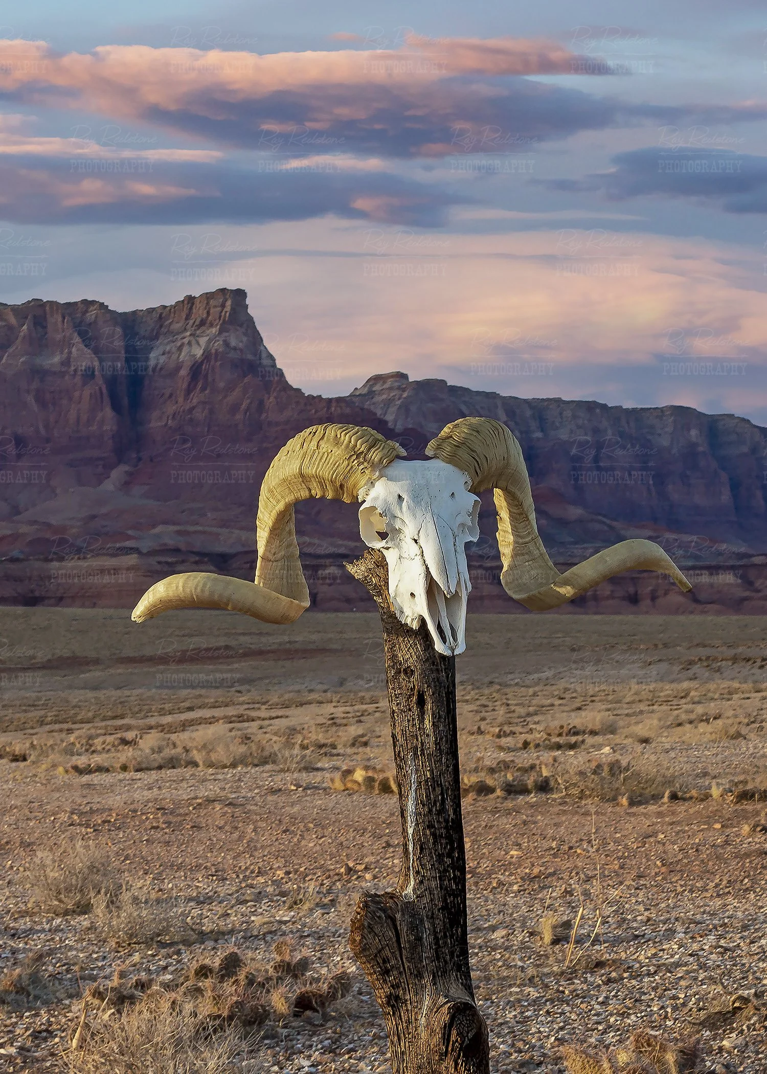 Vertical View Sheep Skull