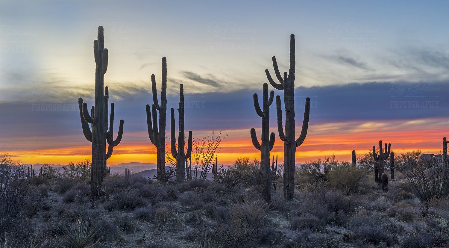 Cactus stand at Sunset time..