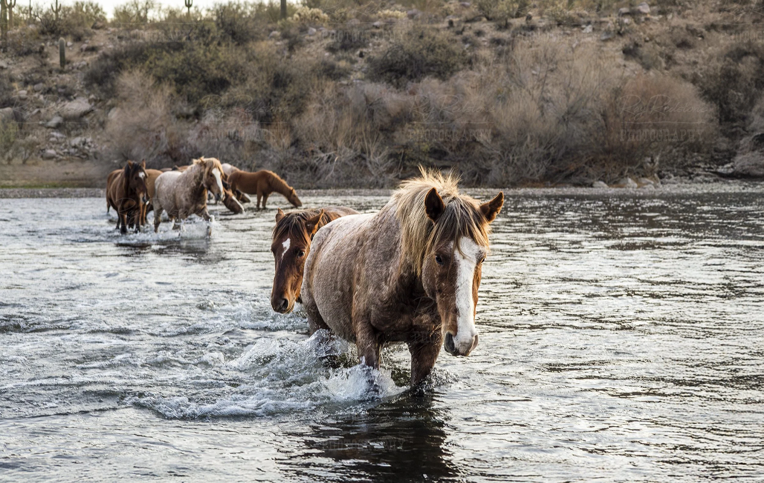 horses-crossing-river-0S8A9798-Enhanced-8300-2550wm.jpg