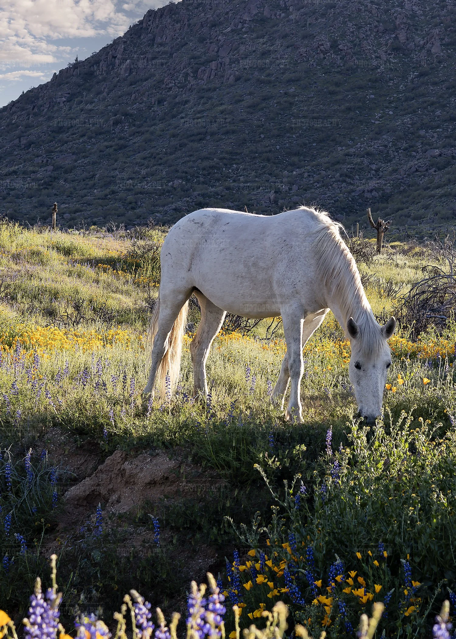 White Horse Grazing Wildflowers 