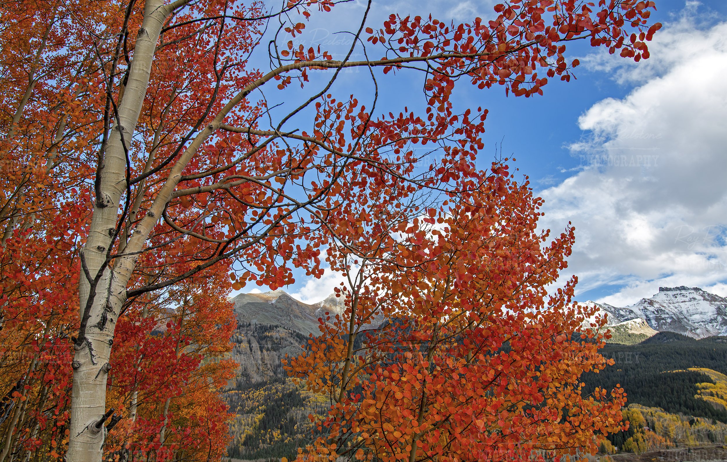 Burnt Orange Aspen Leaves Fall Time Telluride Colorado