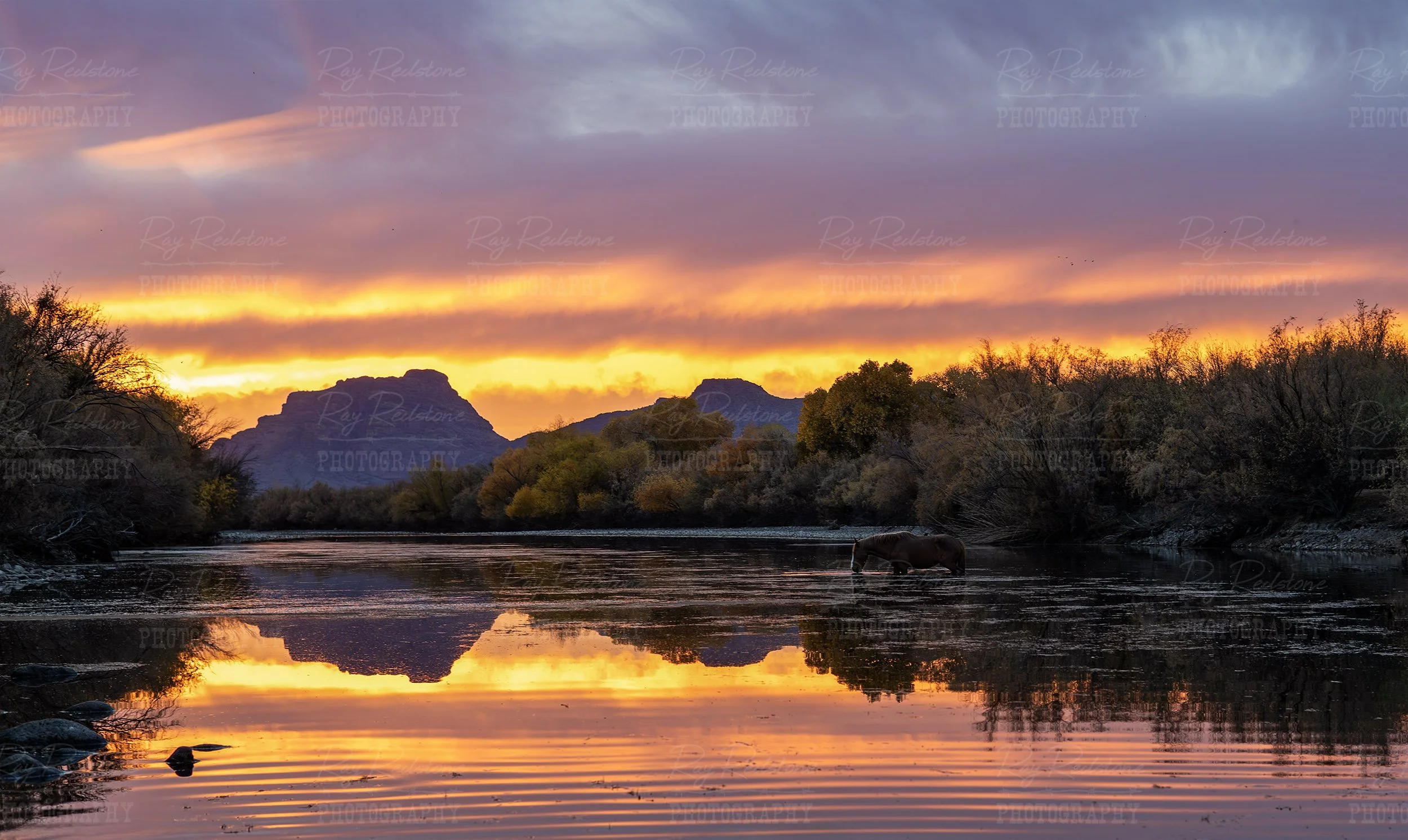 Wild Horse On the Salt River At Sunset In Arizona