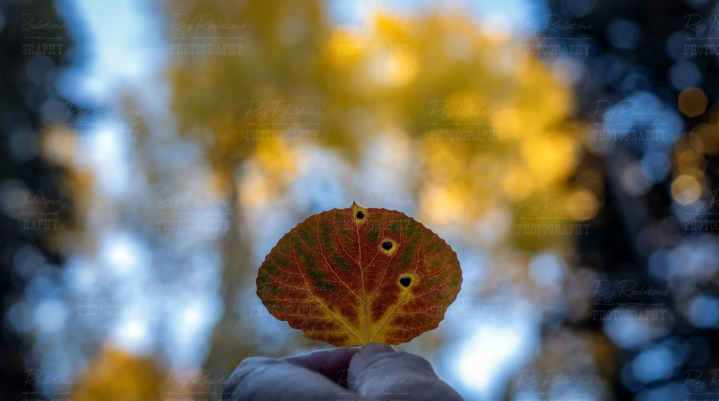 Fall Aspen Leaf In hand