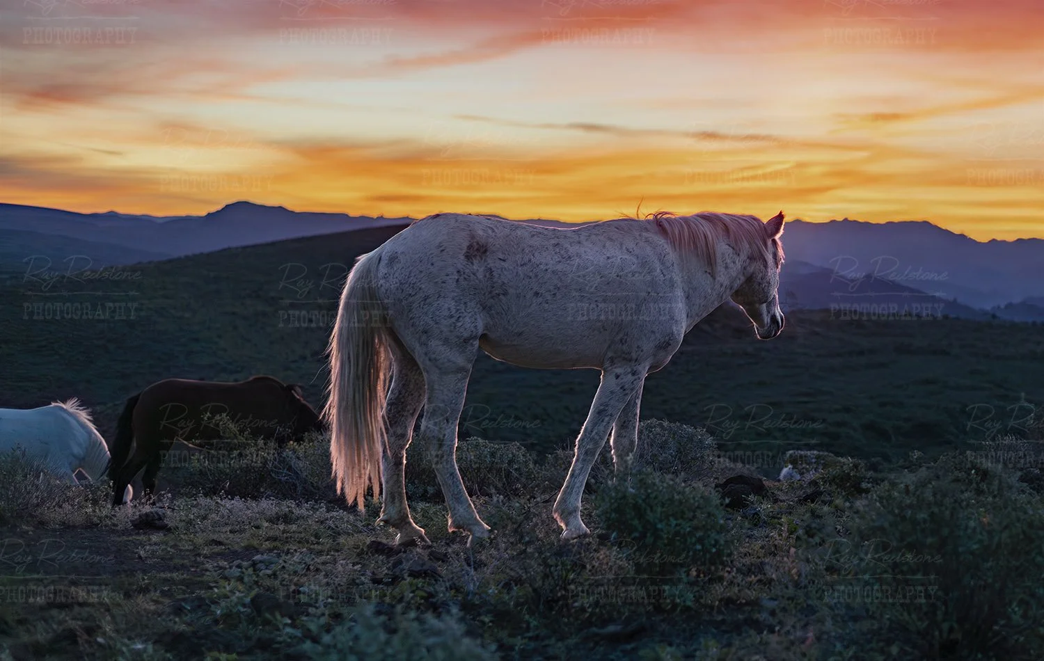 Mustang at sunrise in AZ