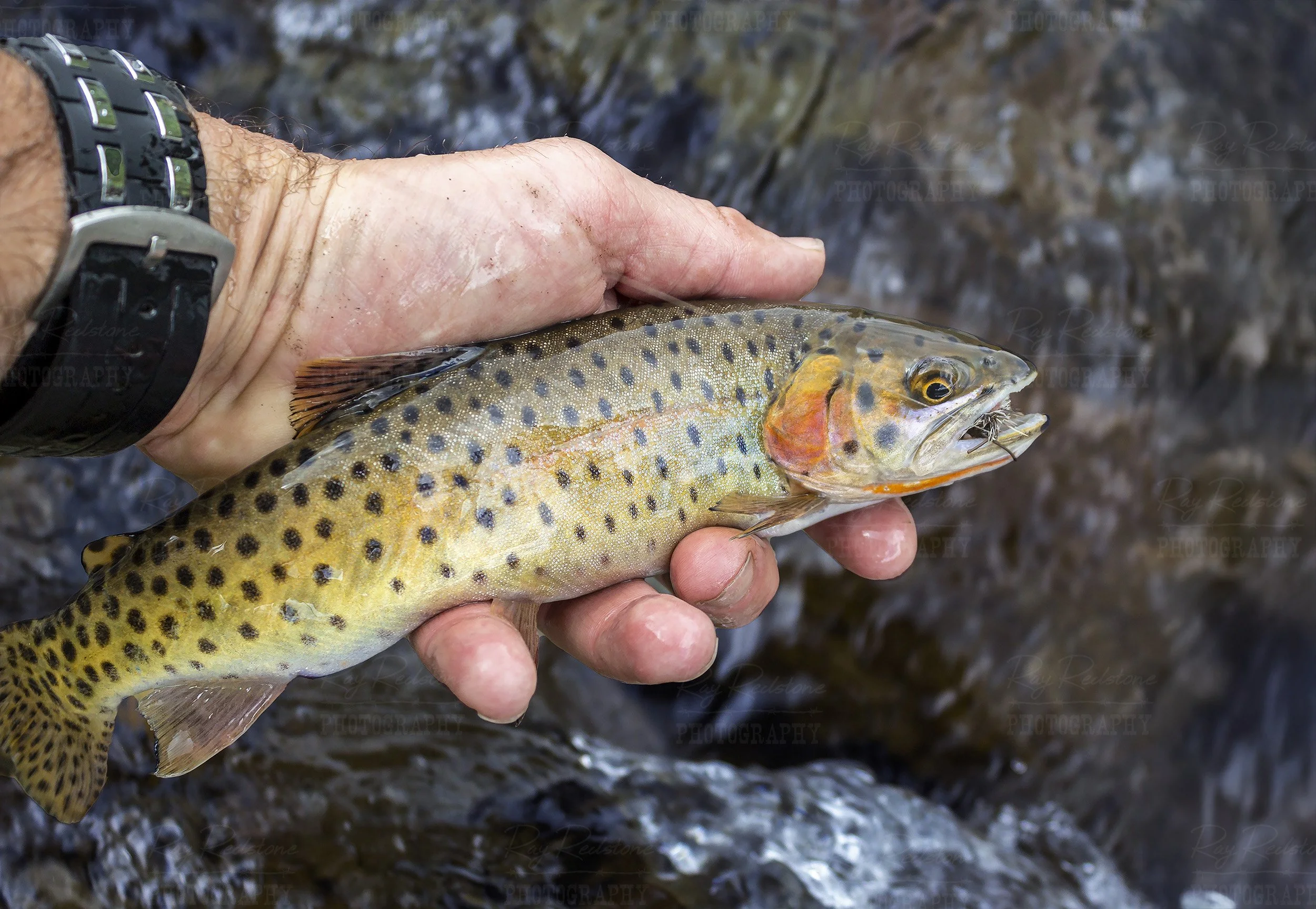Colorado Cutthroat Trout