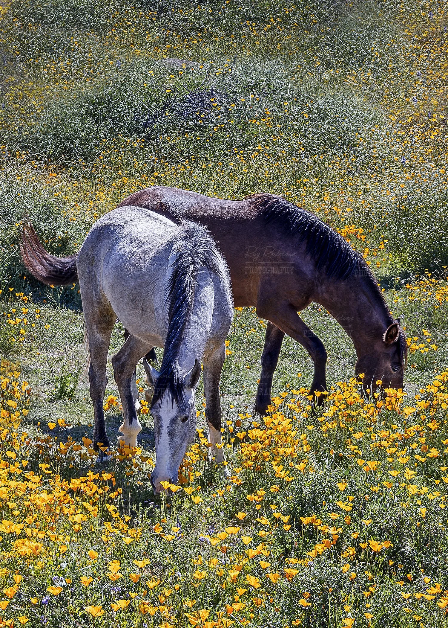 Two Salt River Horses Grazing 