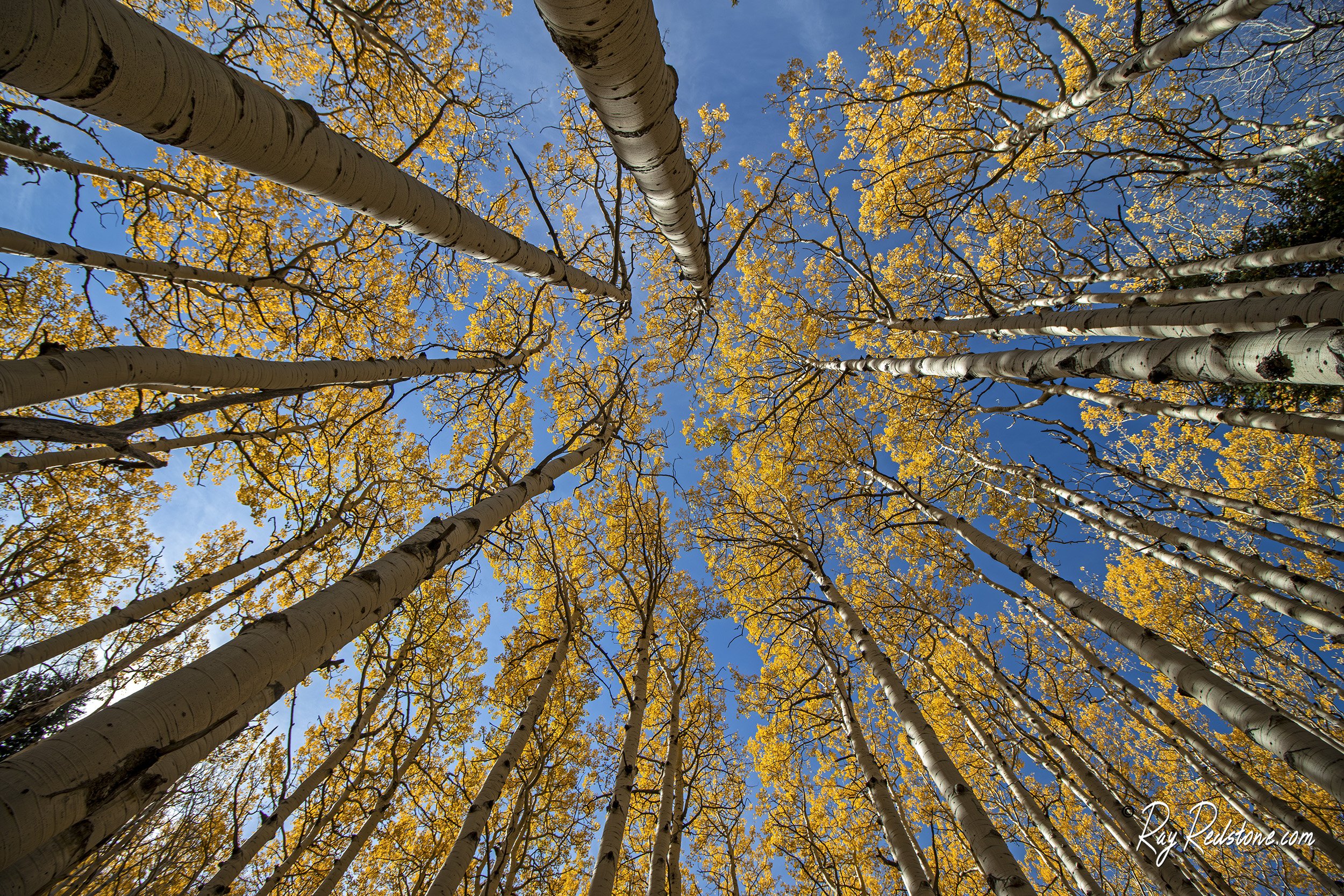Vertical View Of Aspens At Fall Time In Flagstaff AZ