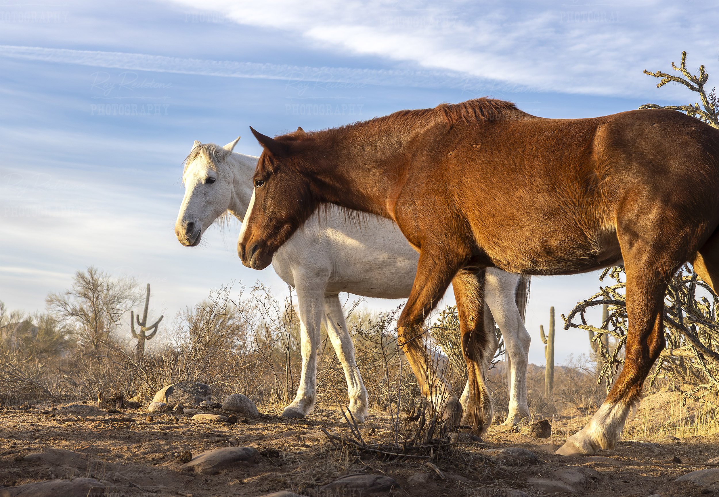 Two AZ Salt River Wild Horses