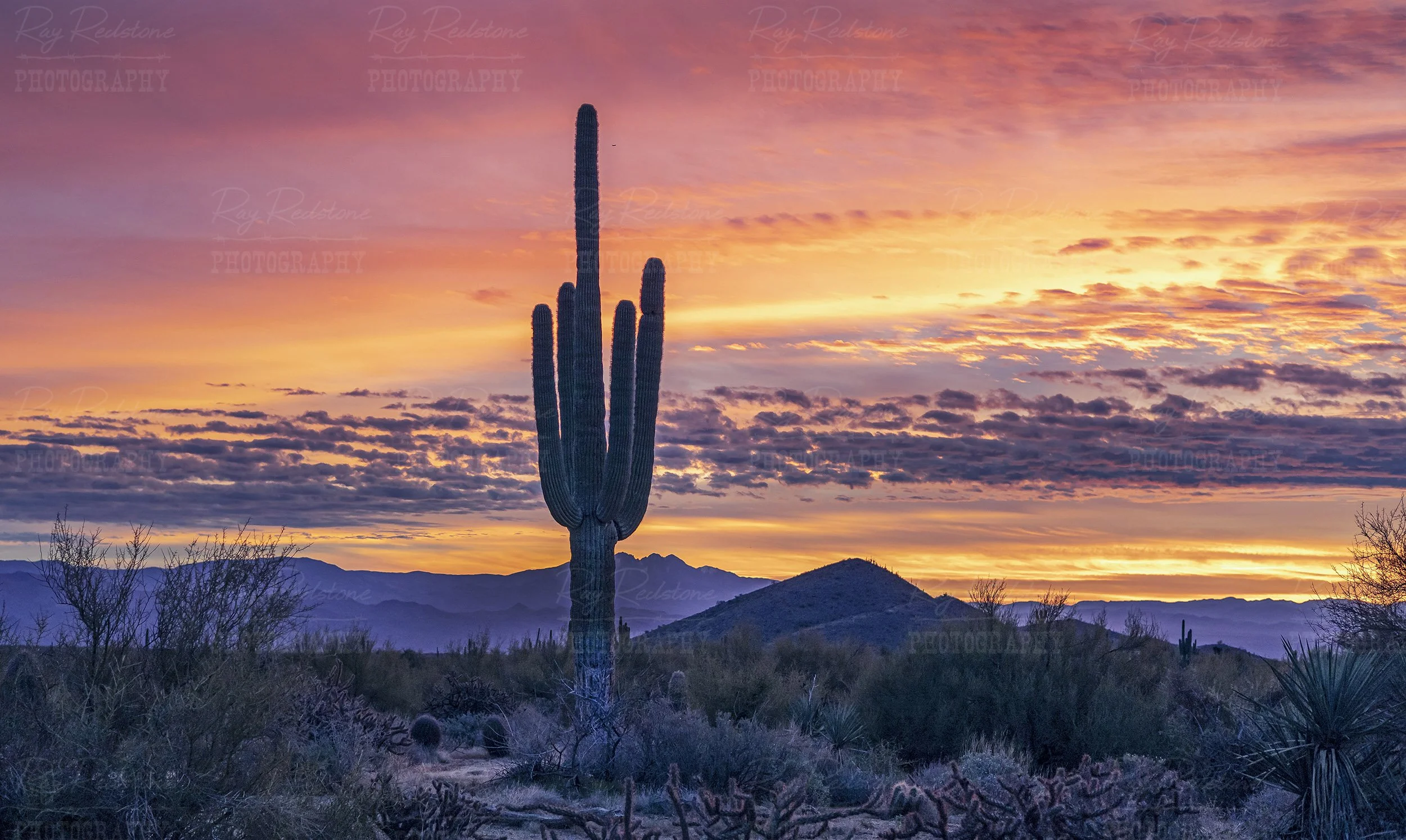 Saguaro Cactus With Vivid Colored Sunrise Background