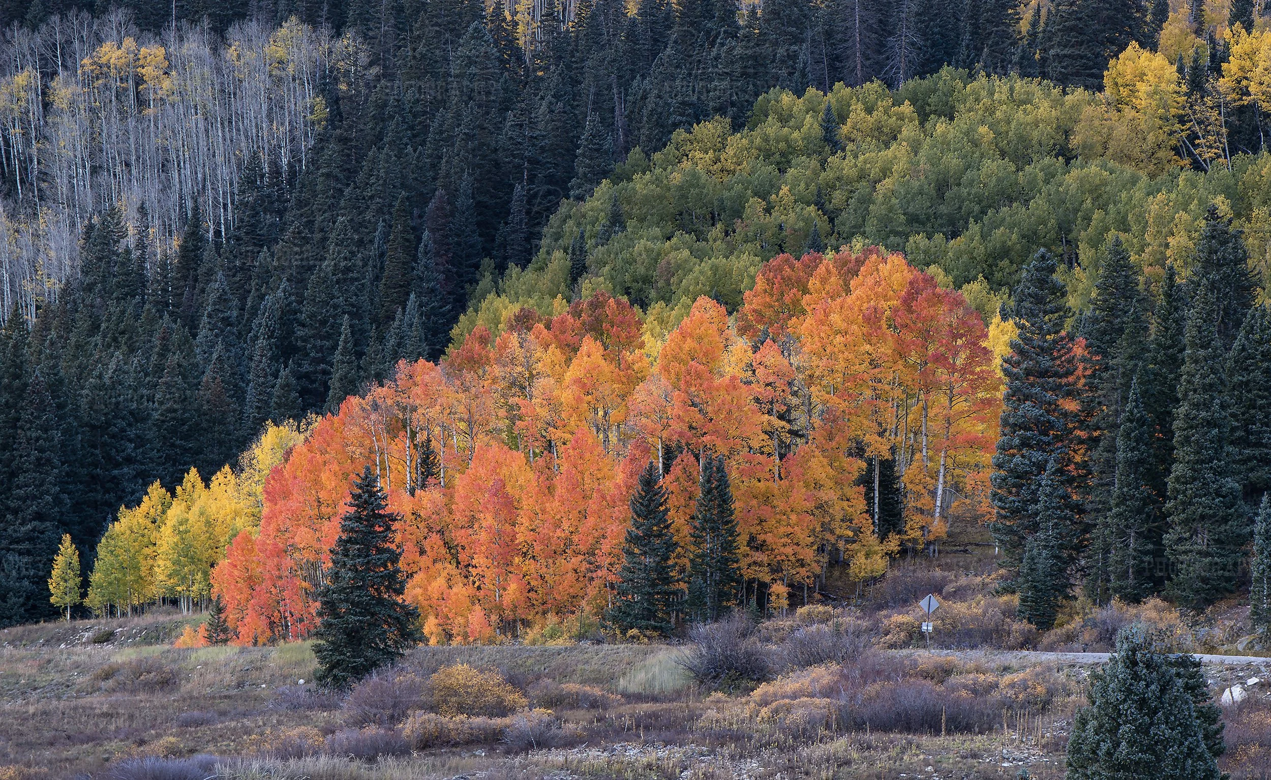 vibrant-colored-aspen-stand-colorado