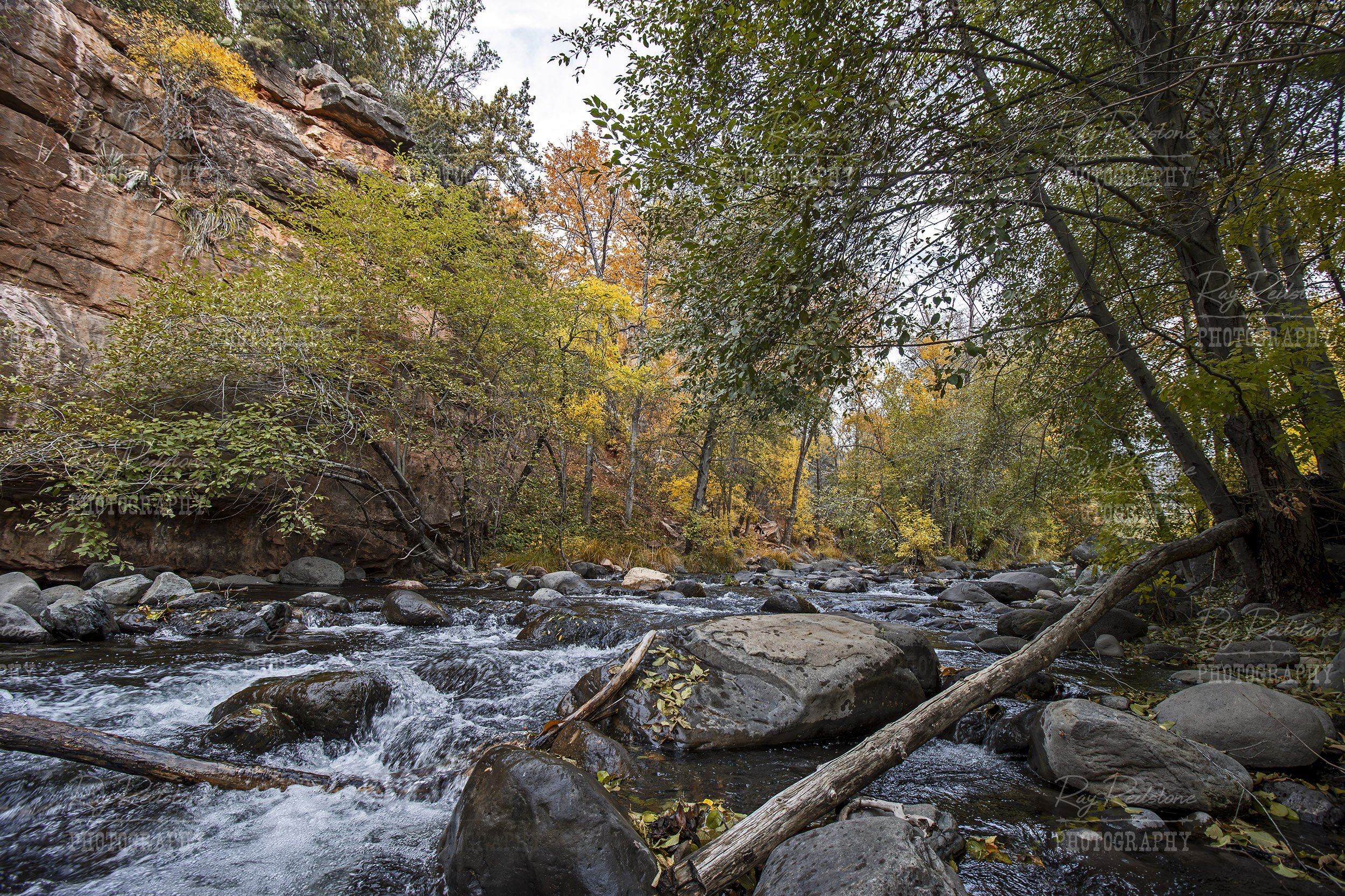 Fall Colors On Oak Creek In Sedona AZ