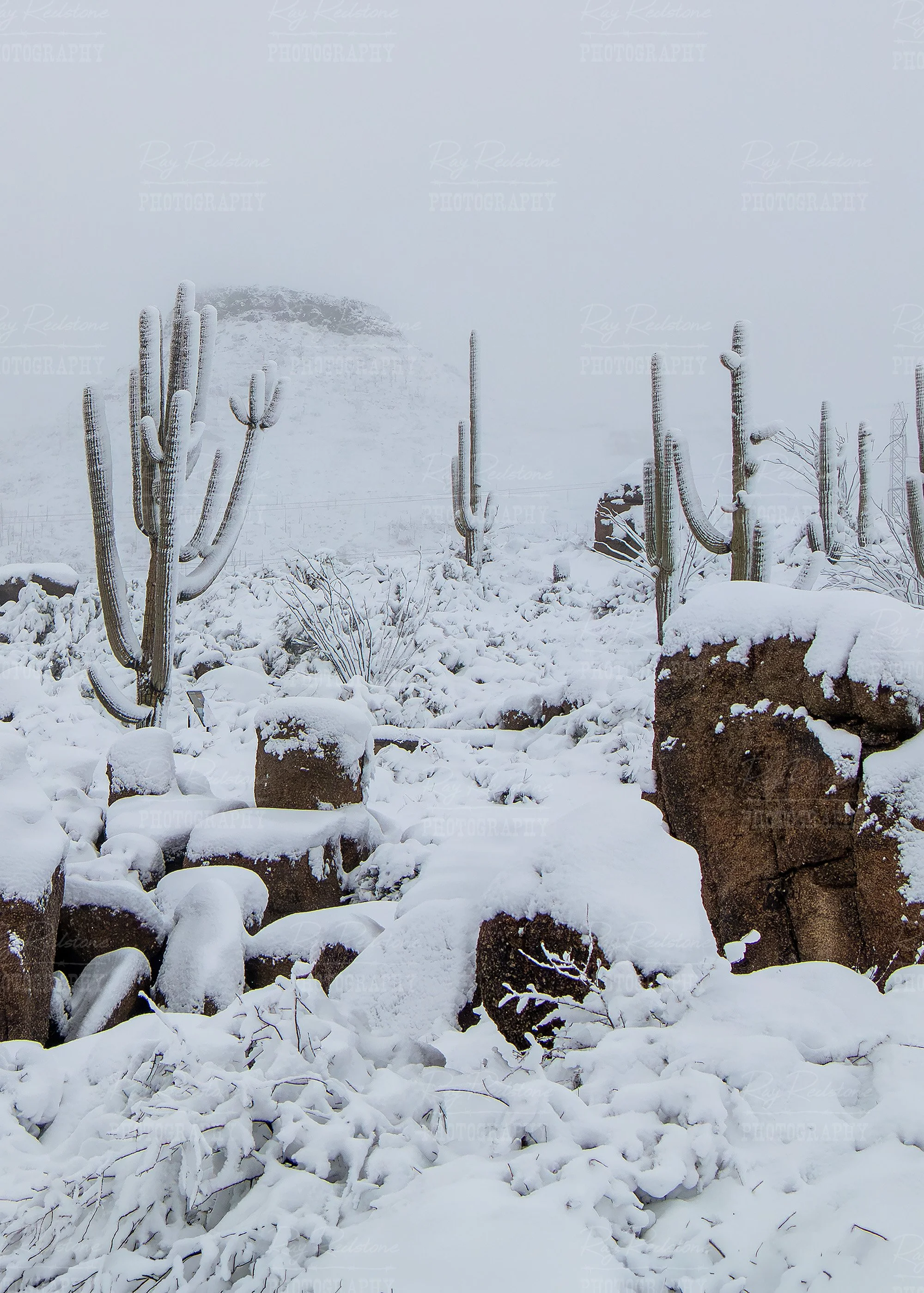 Vertical View Snow Covered Saguaro Cactus Scottsdale AZ
