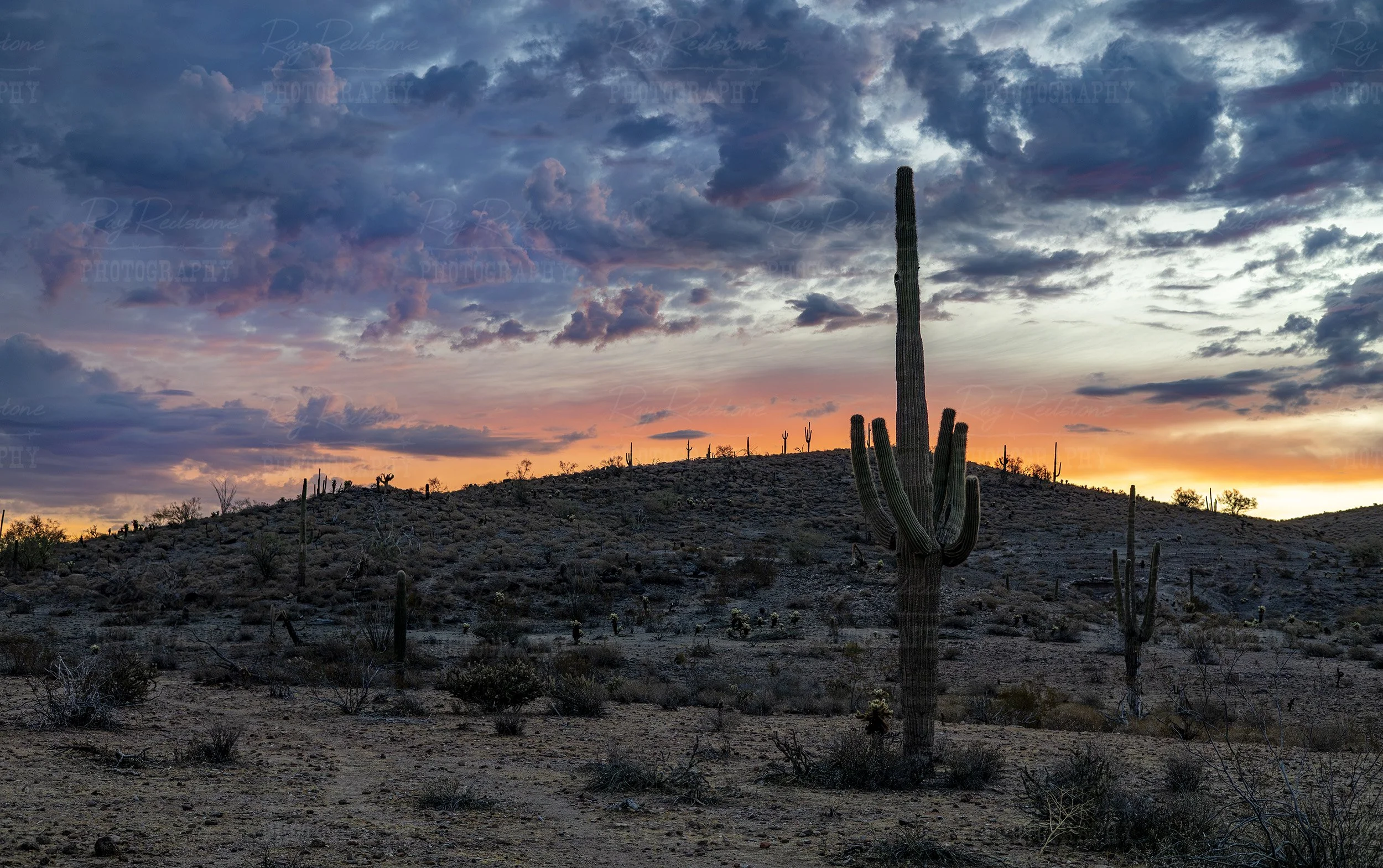 Sonoran Desert Sunrise Landscape With Cactus Tonto National Forest