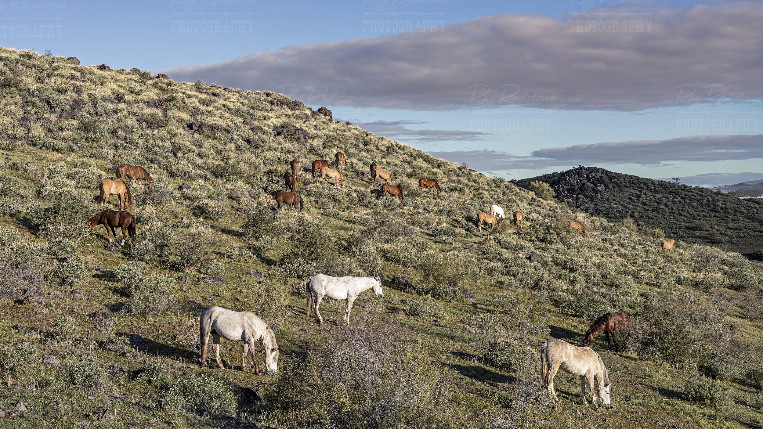 Band Of Wild Horses In Arizona