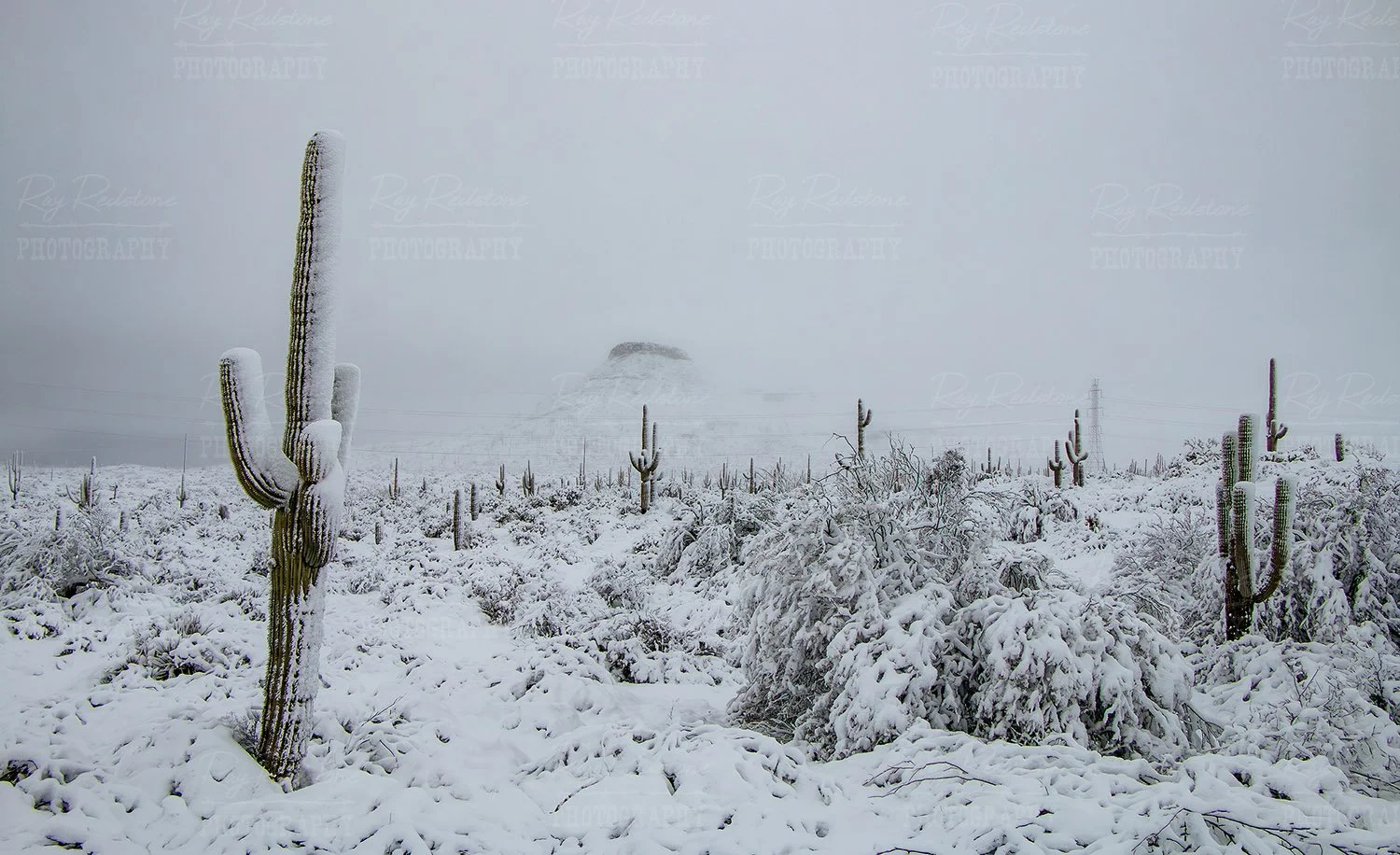 Snow Covered Cactus Landscape 