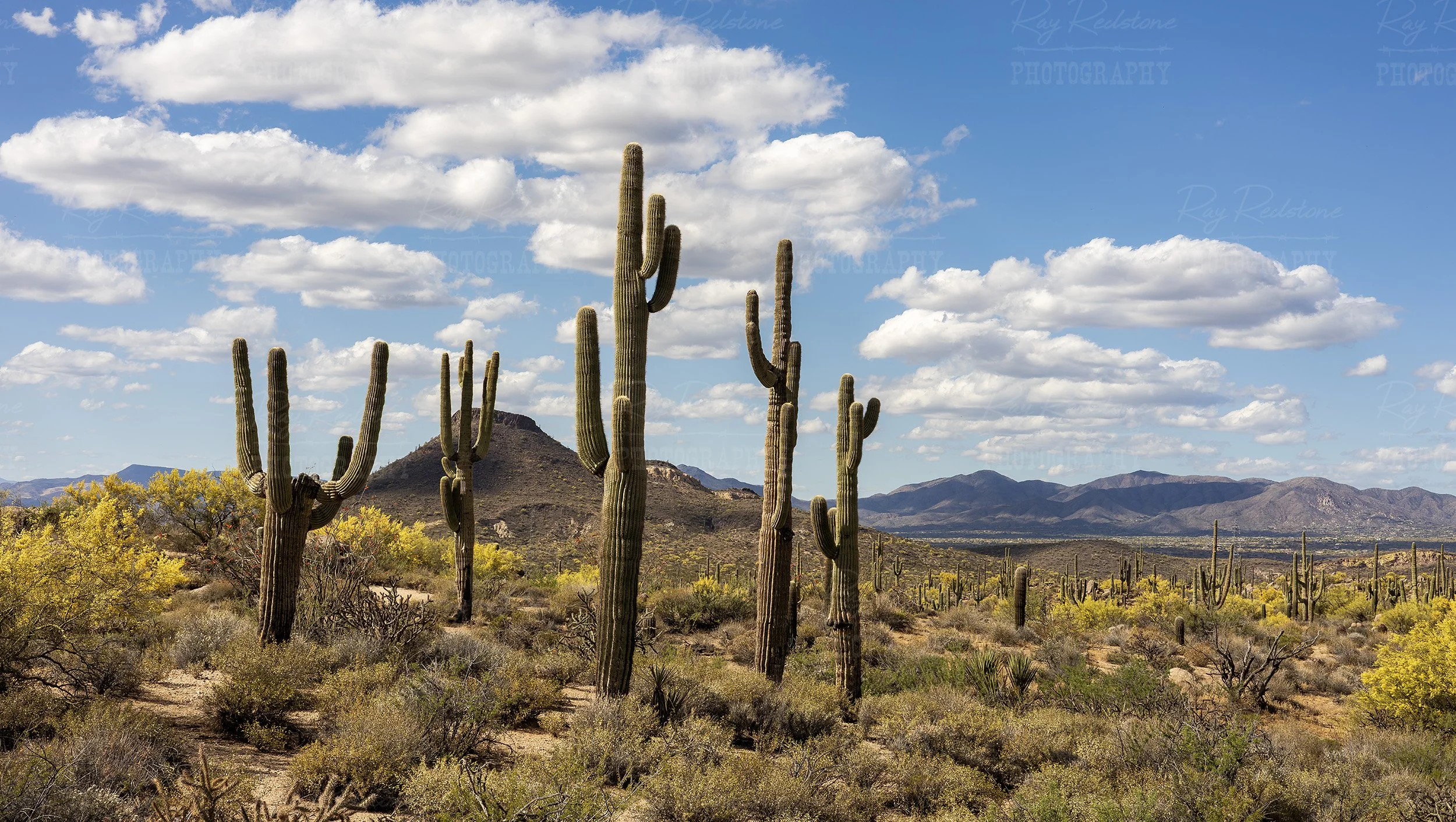 Wide Ratio Photo Of Saguaro Cactus Stand Spring Season
