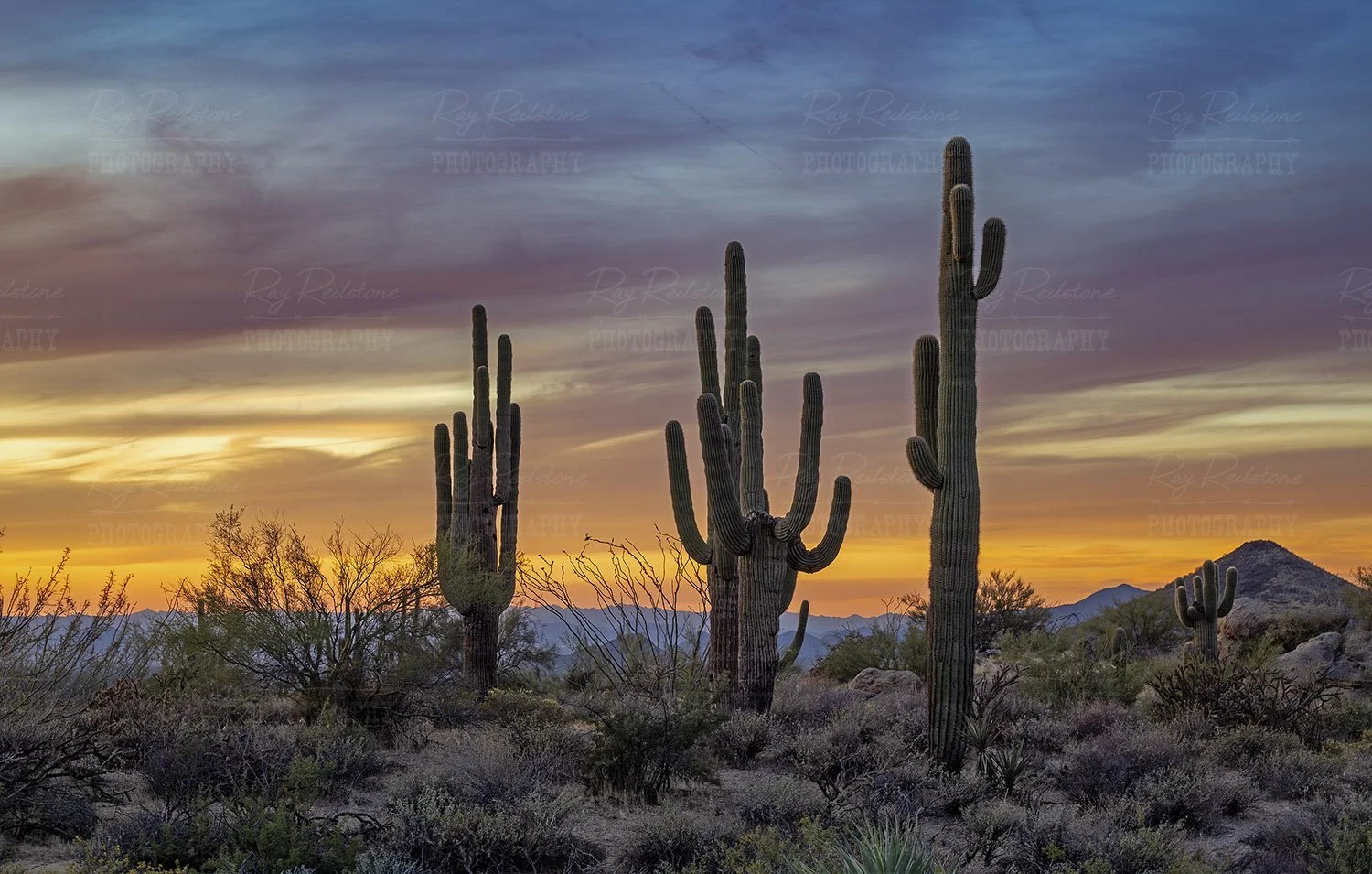Cactus Stand At Sunset