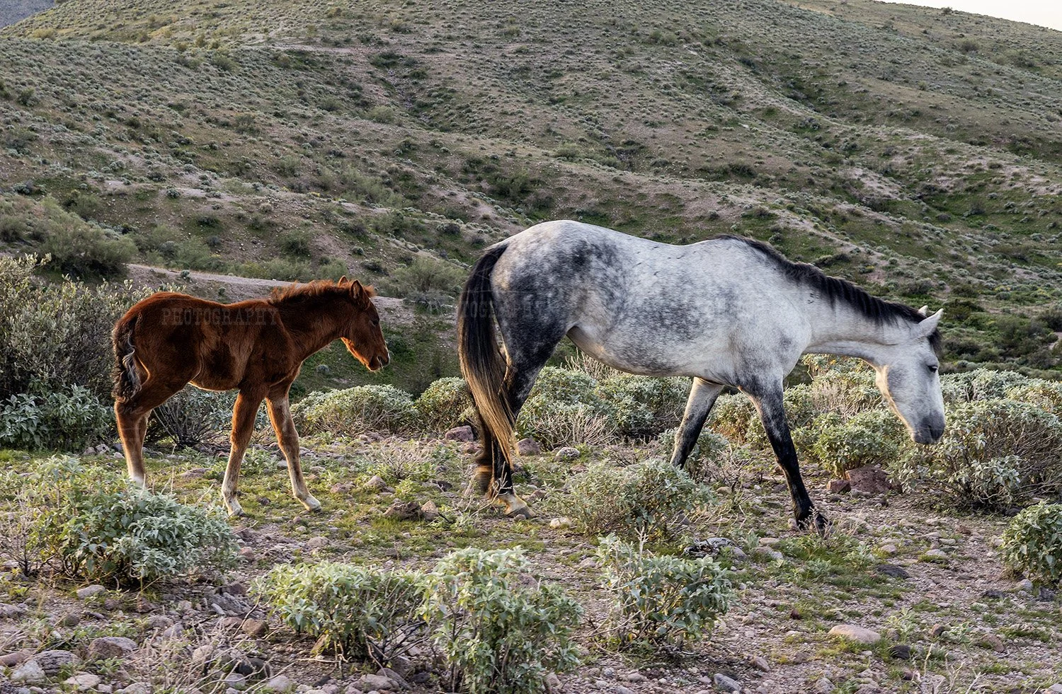 Moonfire the Foal