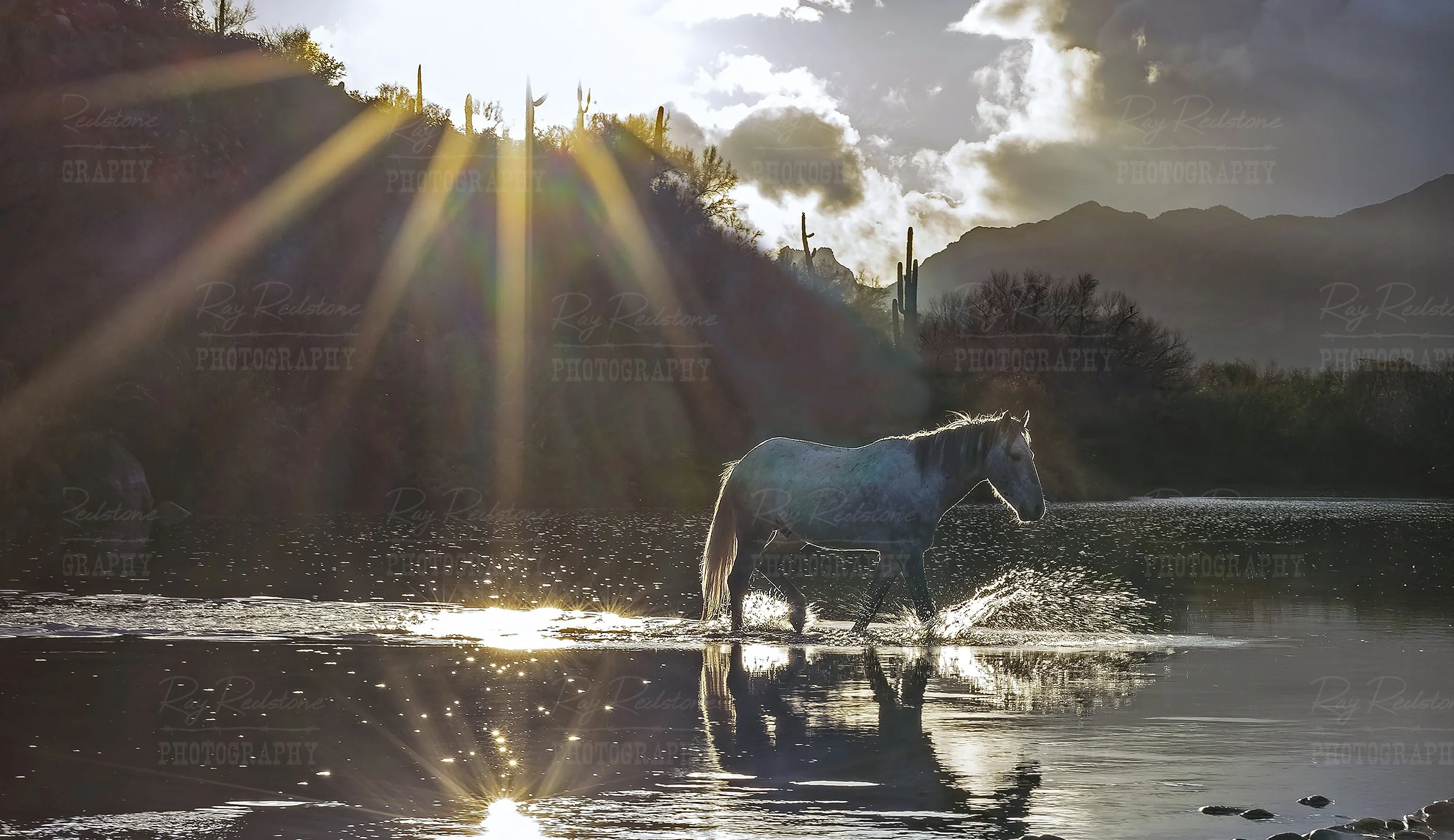 Salt River Wild Horse Stallion Crossing River At Sunrise