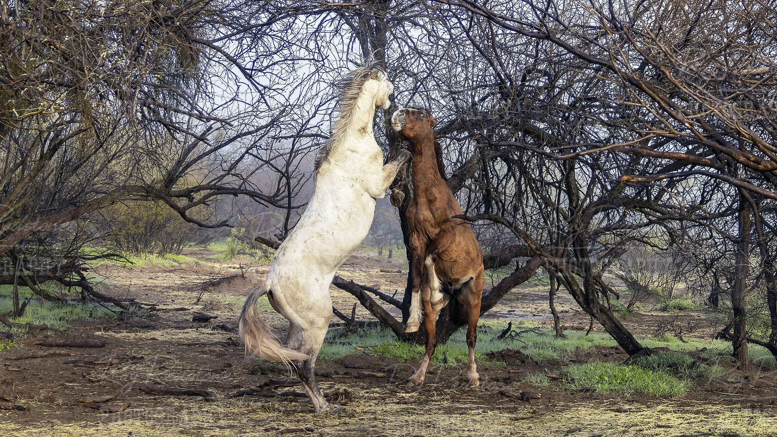 Two Salt River Wild Horses Fighting In The Mist