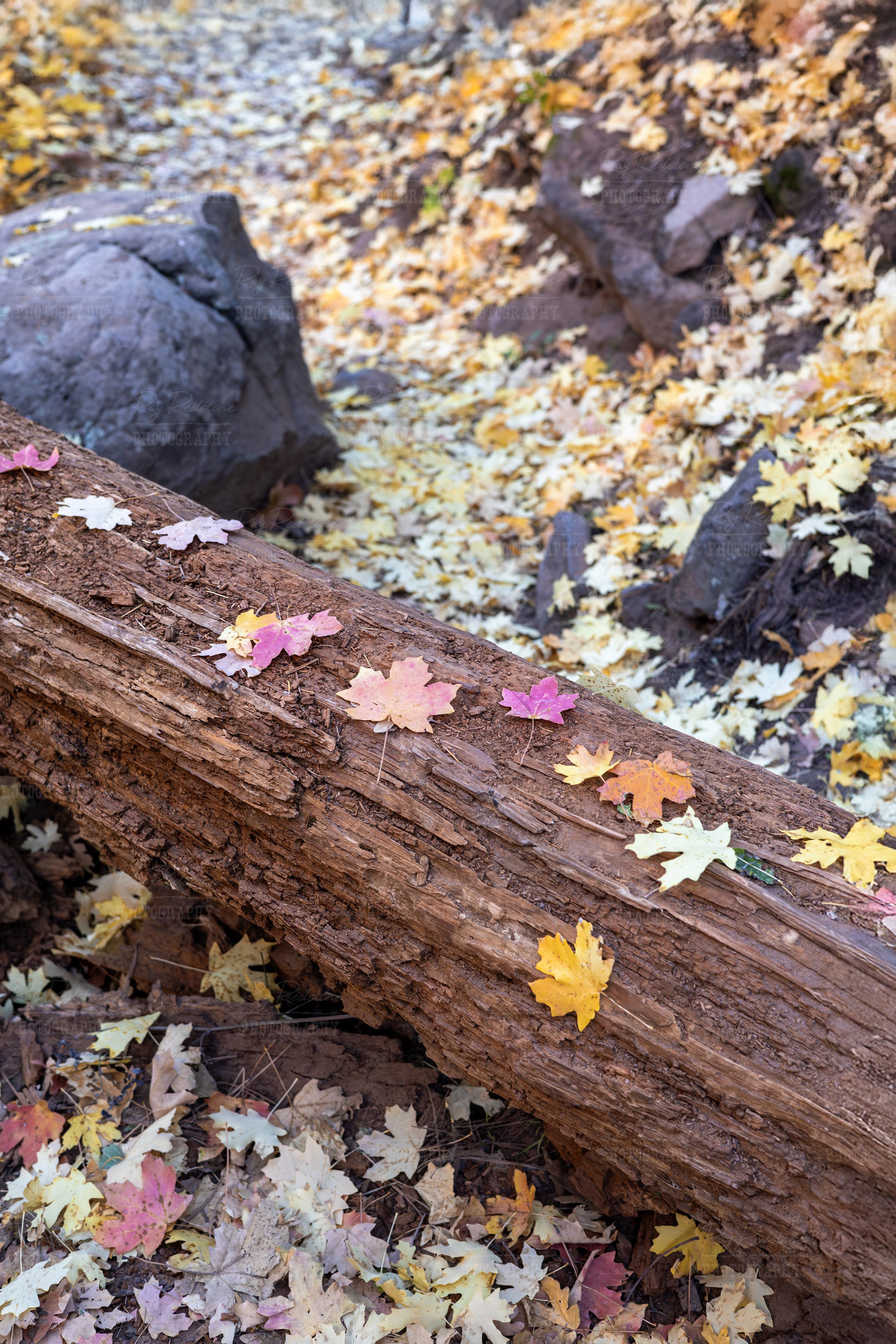 Fall Colors On Hiking Trail In Sedona