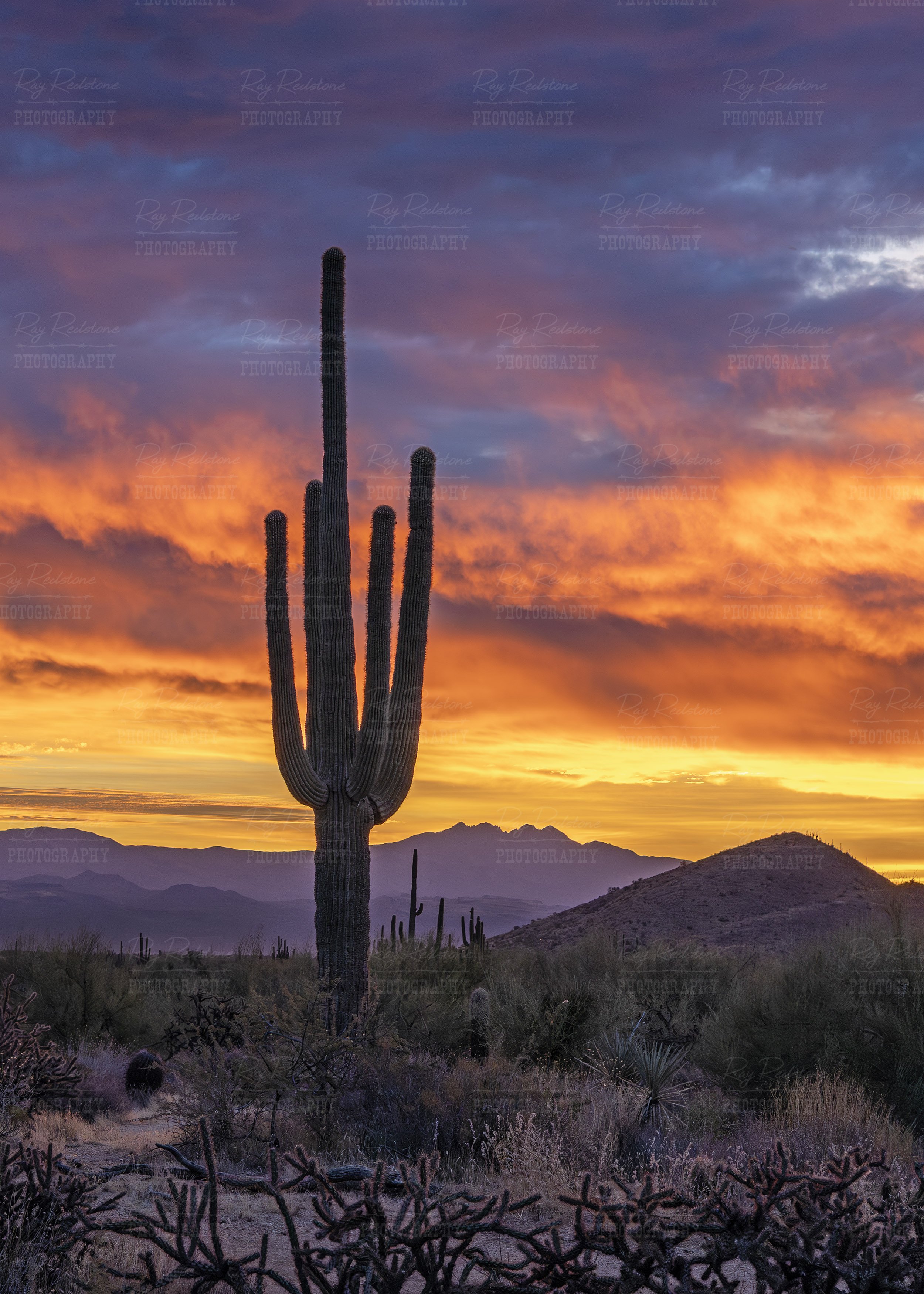 Vert View Saguaro Cactus During Epic Sunrise