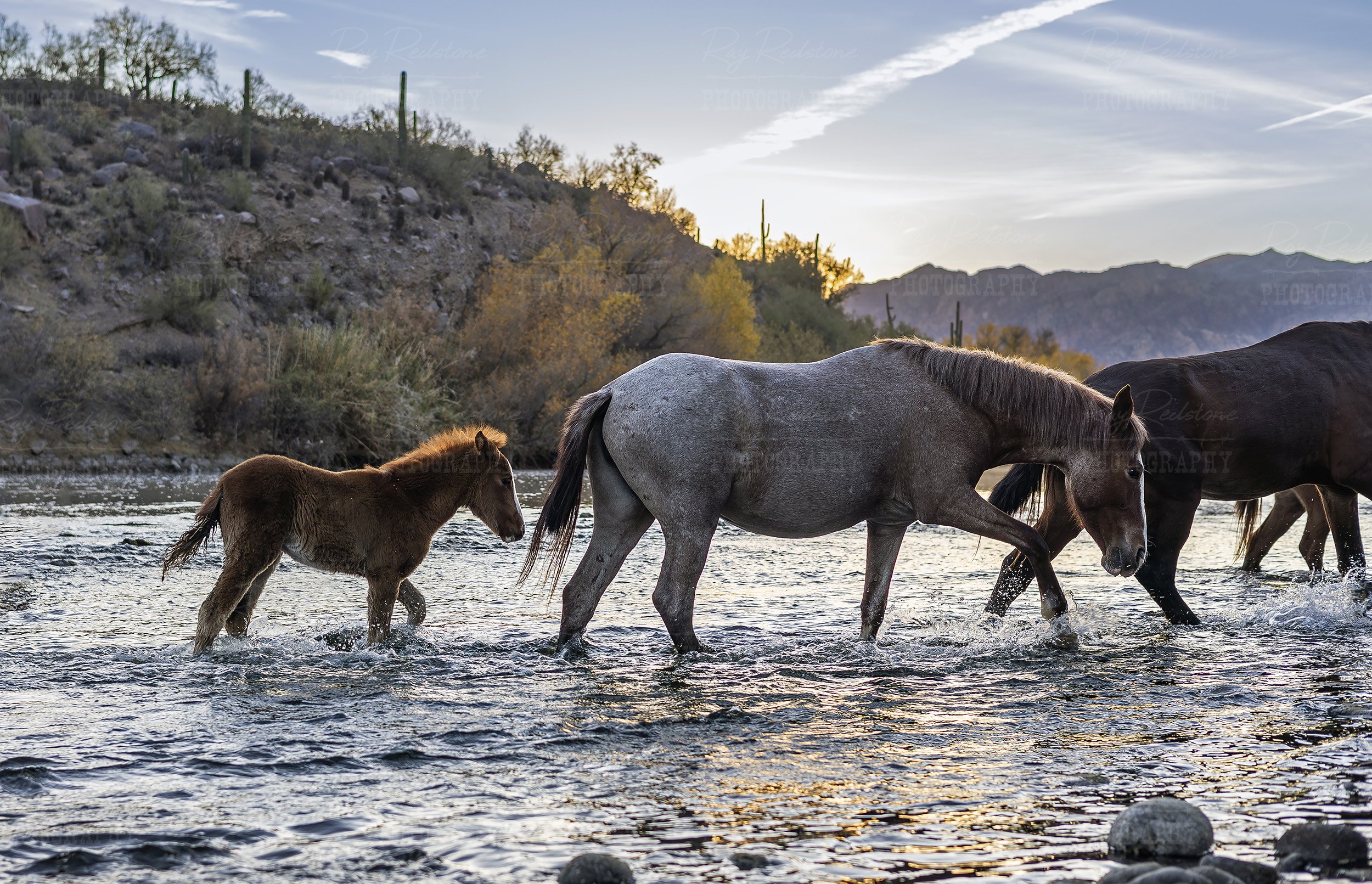 Foal And Mare Crossing River At Sunrise In AZ