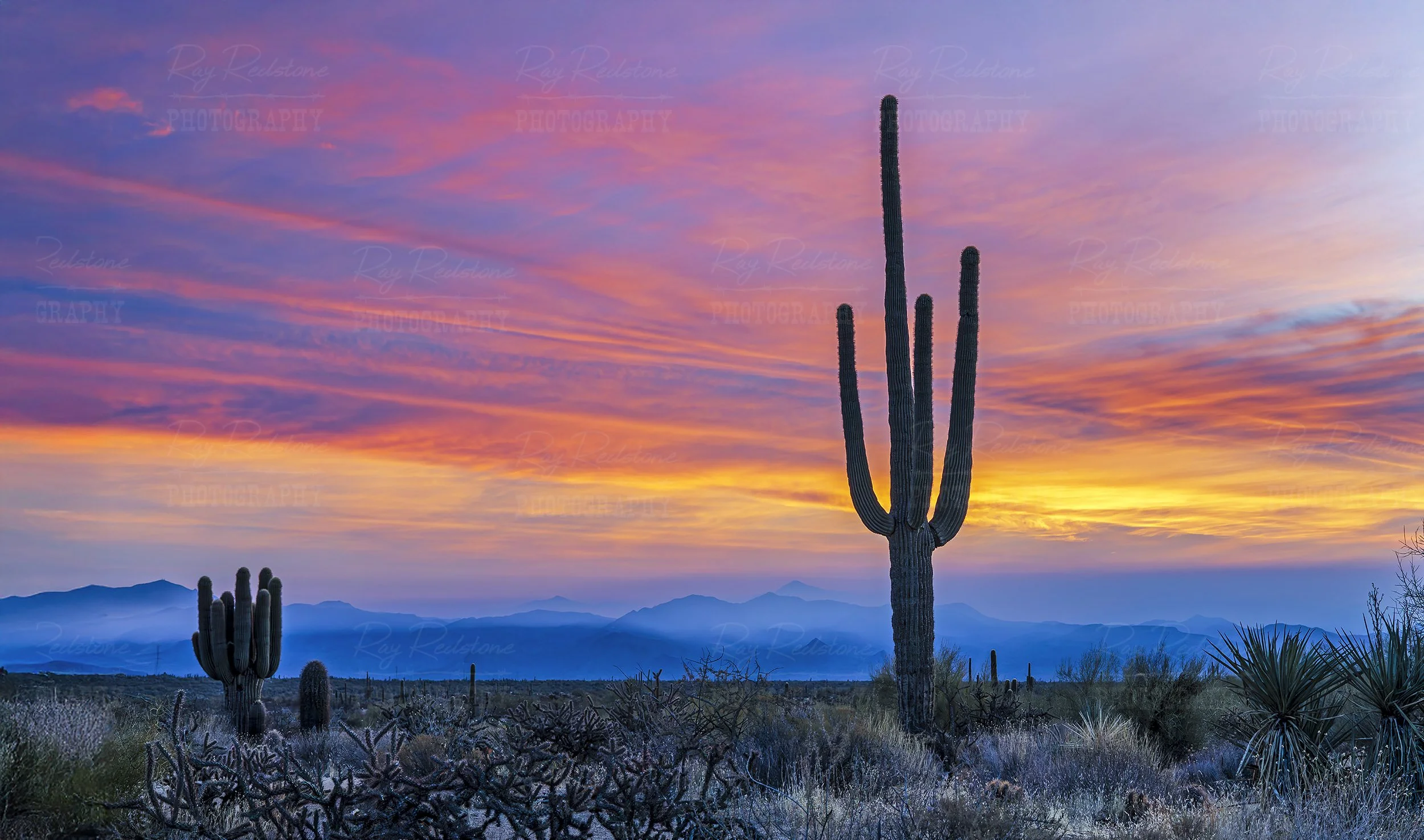Cactus Silhouette During Colorful Desert Sunrise In Arizona