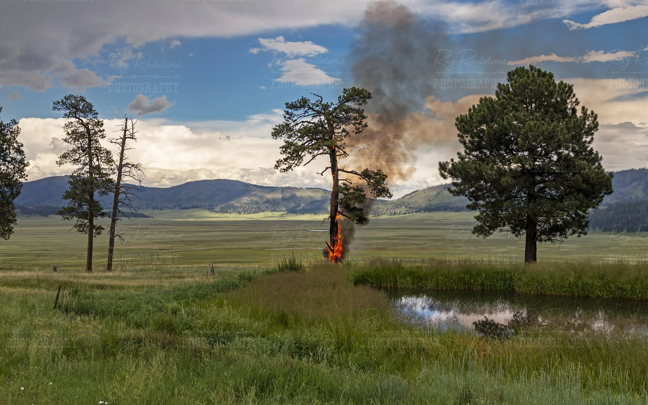 Tree On Fire From Lightning Strike