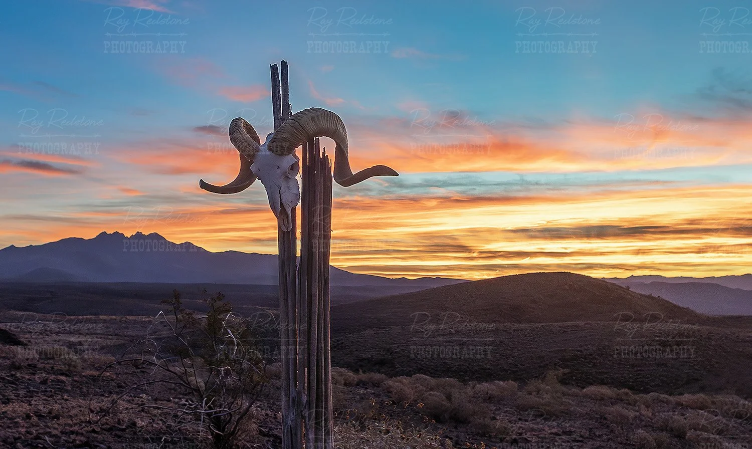 Skull in the desert hills at sunrise 
