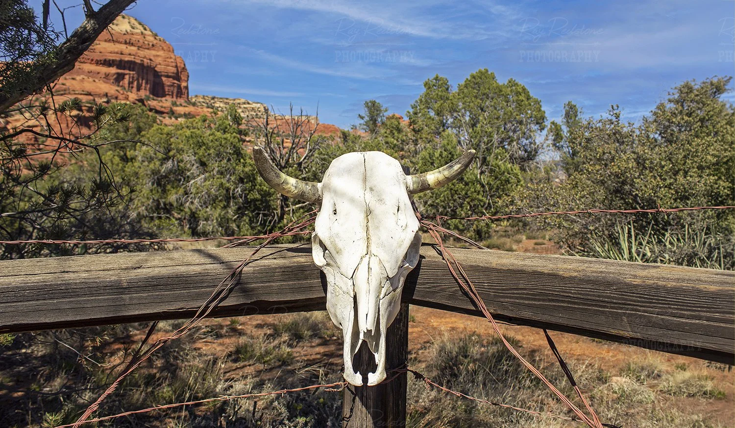 Cow Skull On Fence In Sedona 