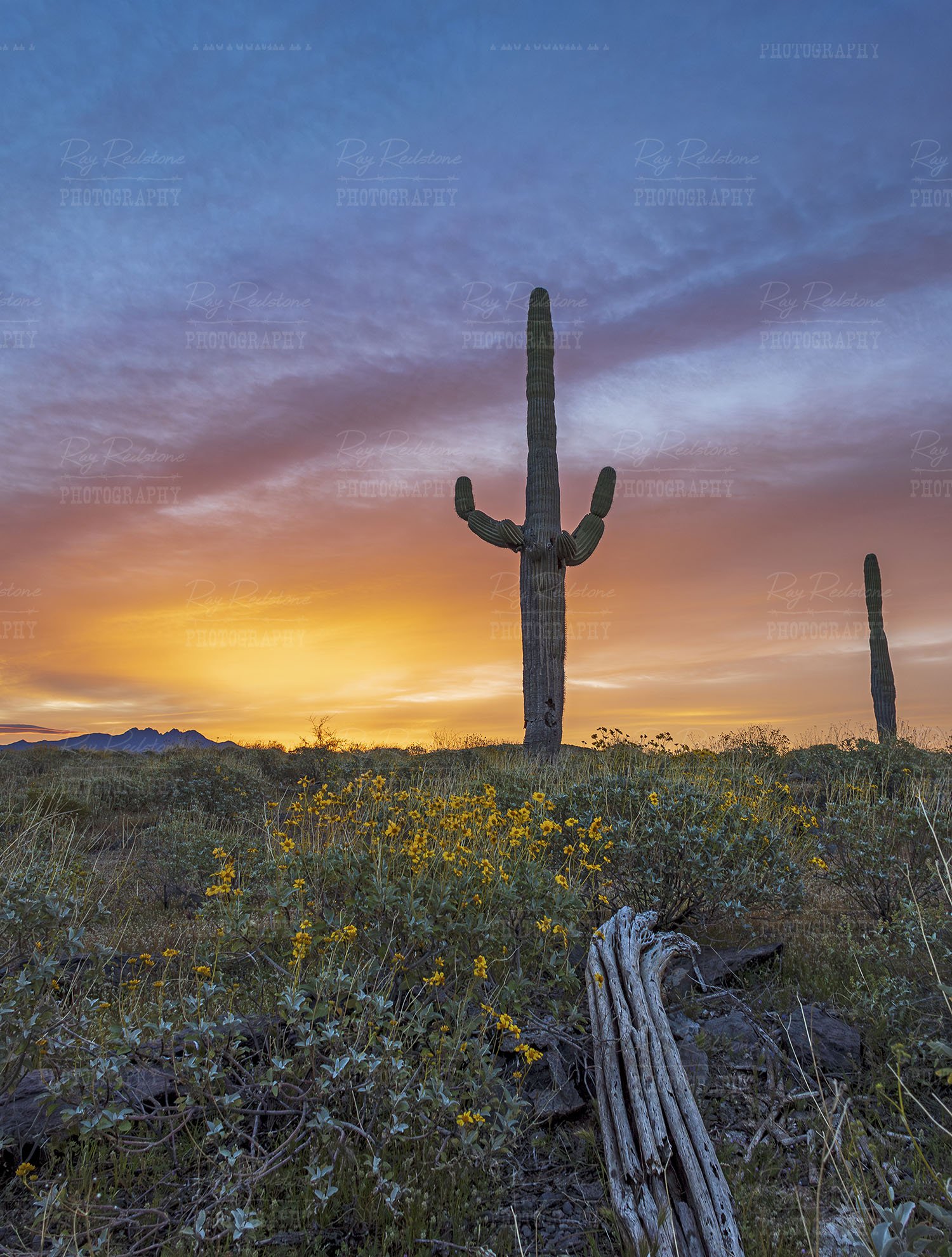 Spring Time sunrise