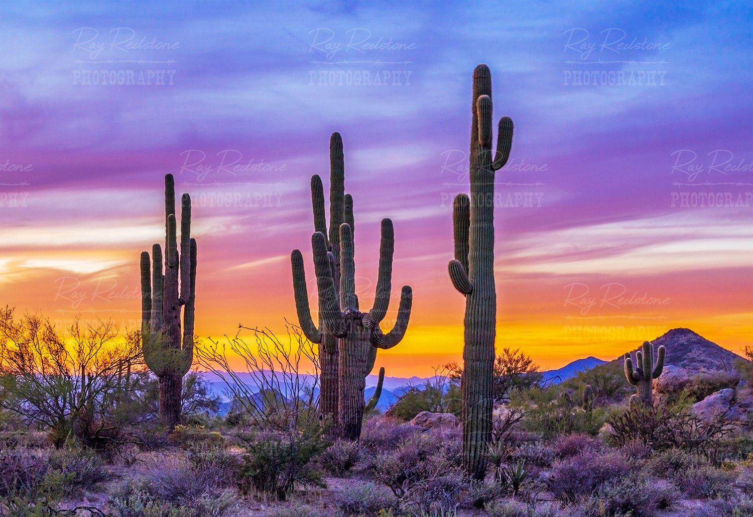 Cactus At Sunset