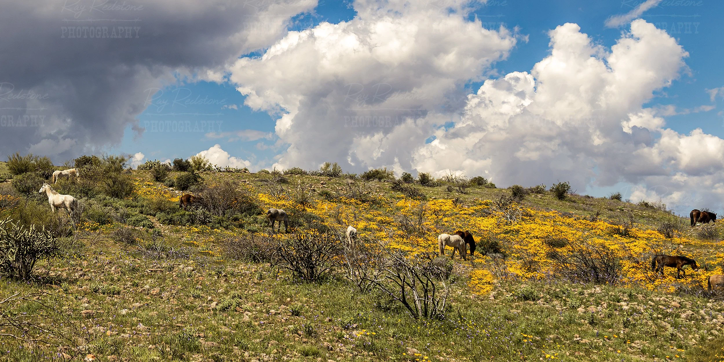 Wide Ratio Image Of Wild Horses Grazing In Wildflowers In AZ For Wall Art
