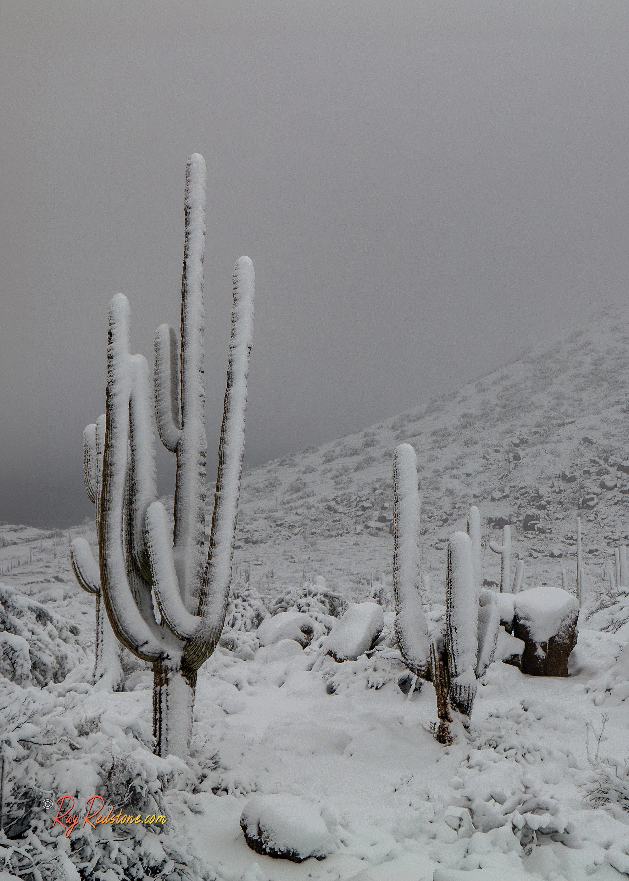 Snow Covered Saguaro Cactus In AZ