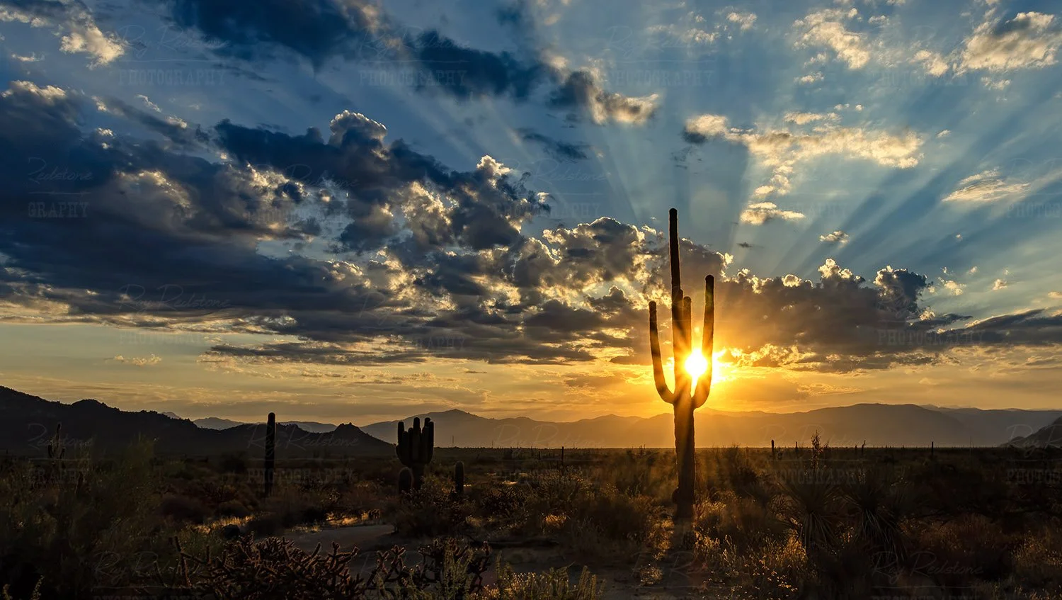 Splintered sunlight sunrise with Saguaro