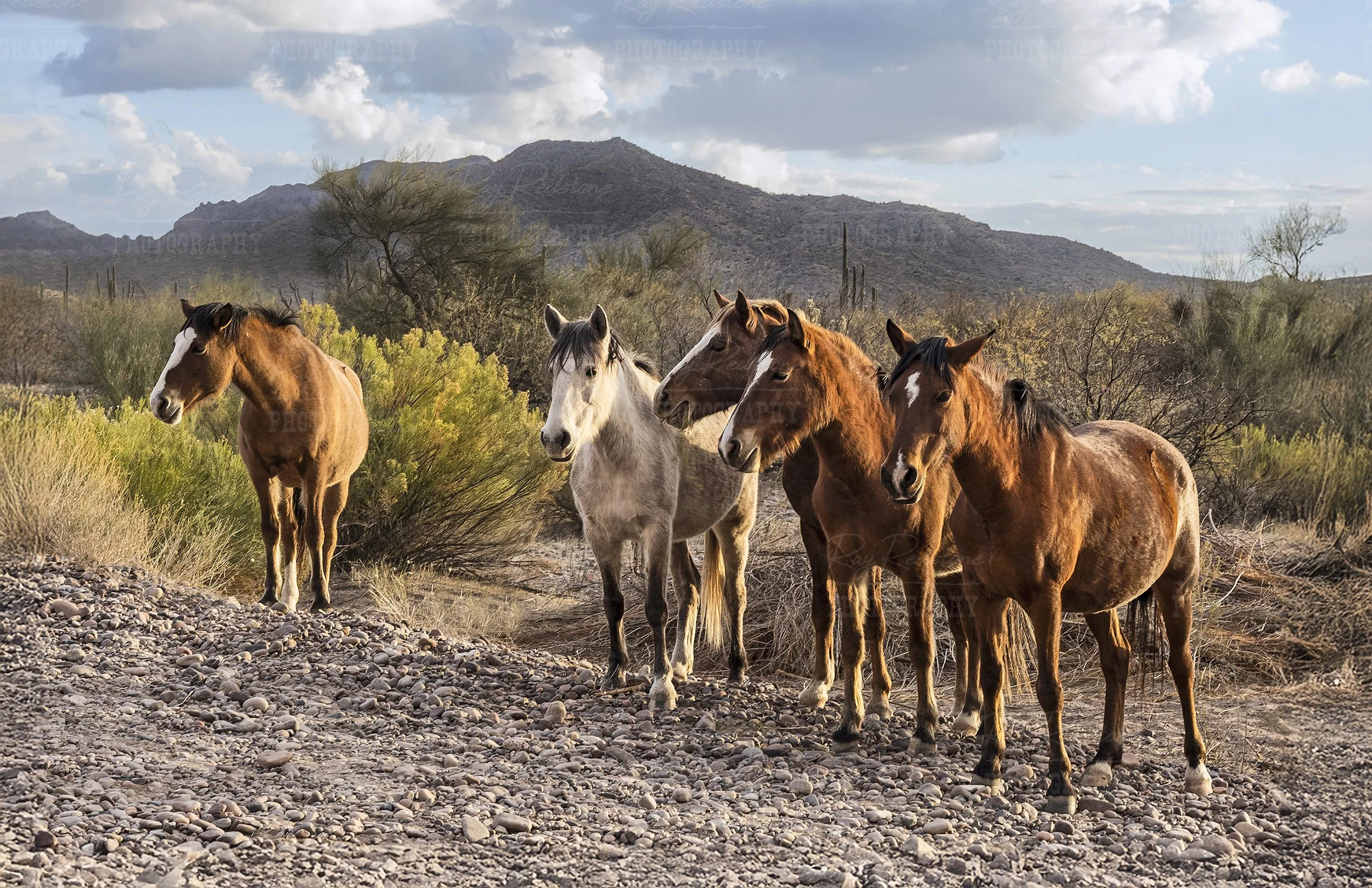 Group Of Salt River Wild Horses In Arizona