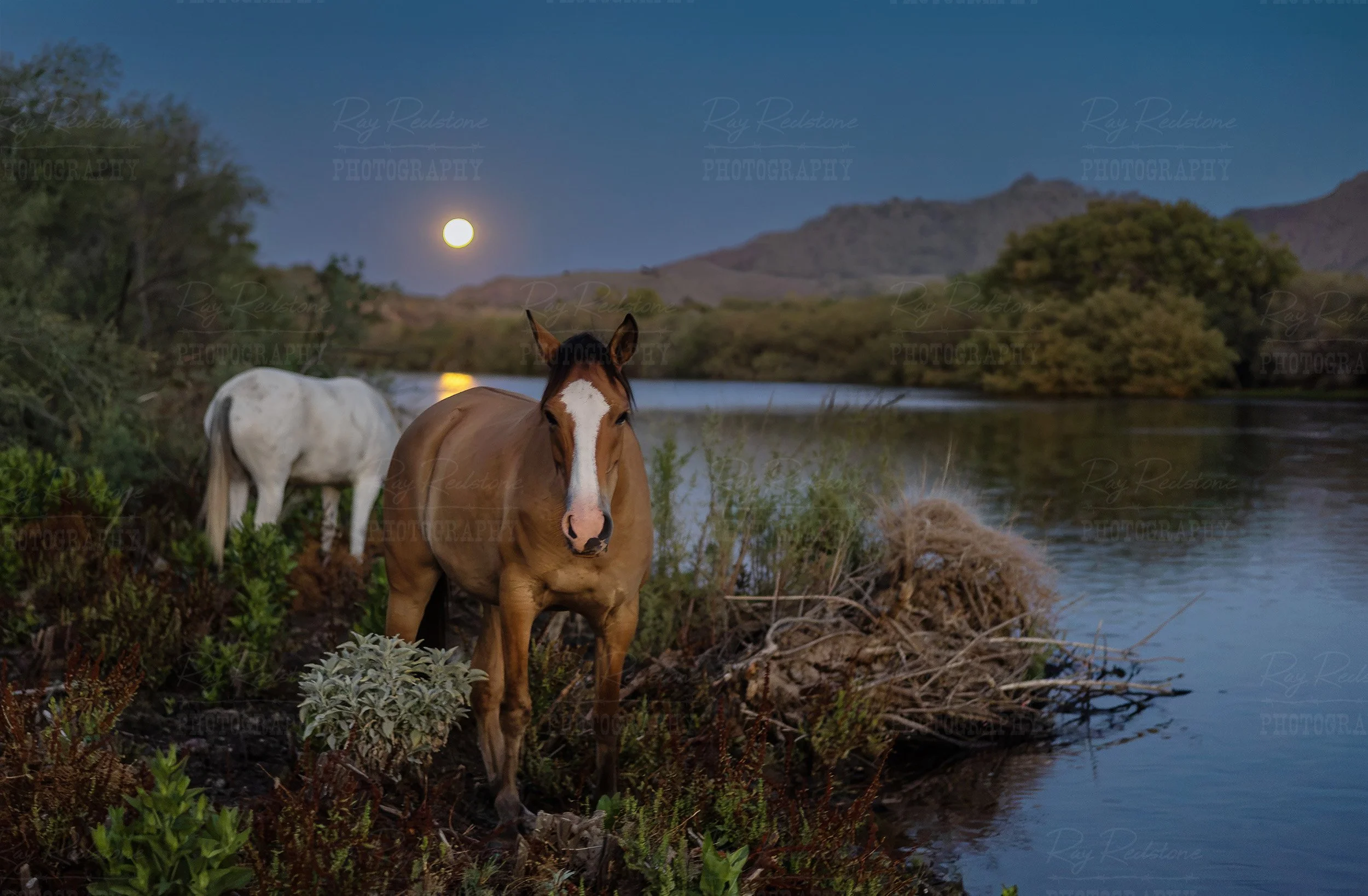 Wild Horses On River Bank With Full Moon