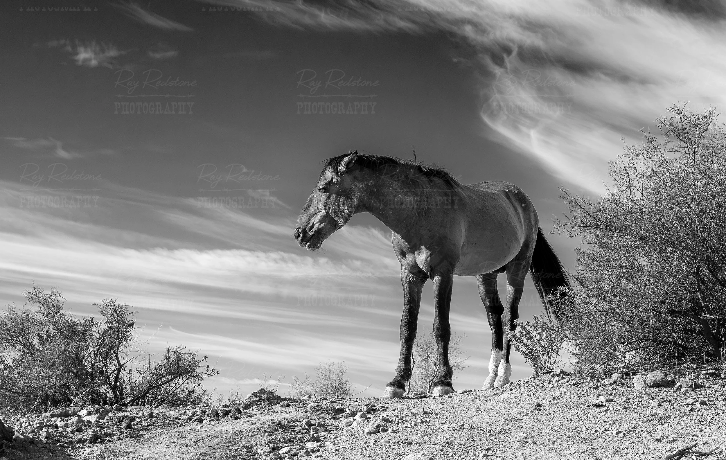 Black & White Photo Of Salt River Wild Horse Diego