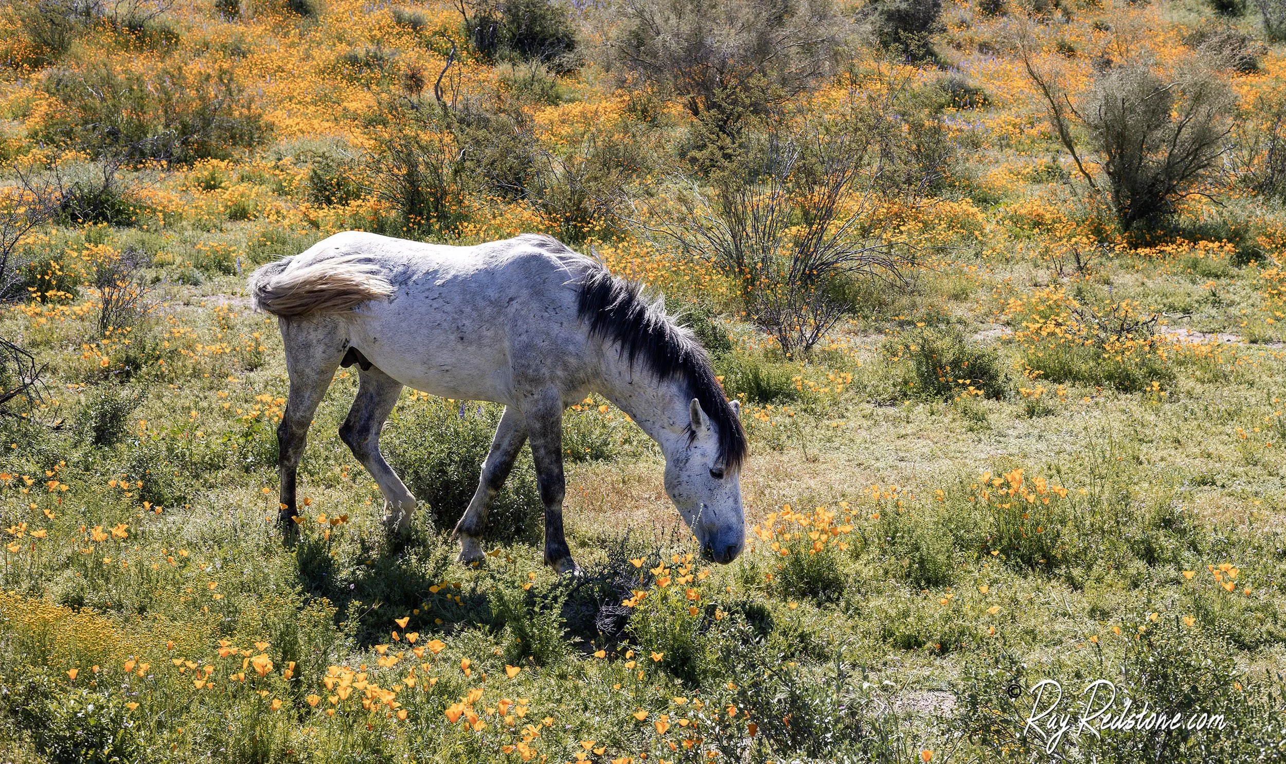 Wild Horse Stallion In Field Of Wildflowers In Arizona