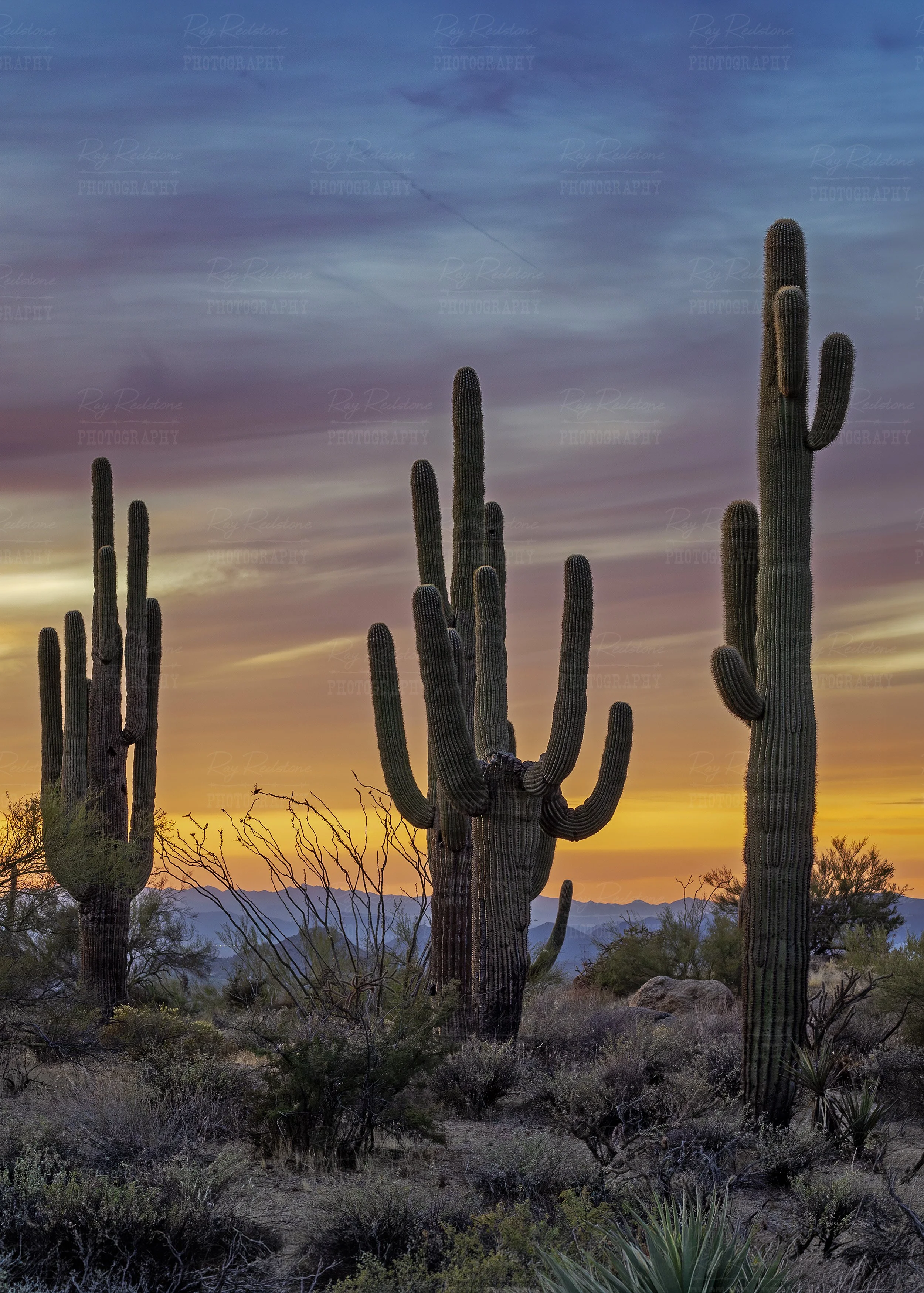 Vertical Ratio View Saguaro Cactus Stand At Sunset In AZ