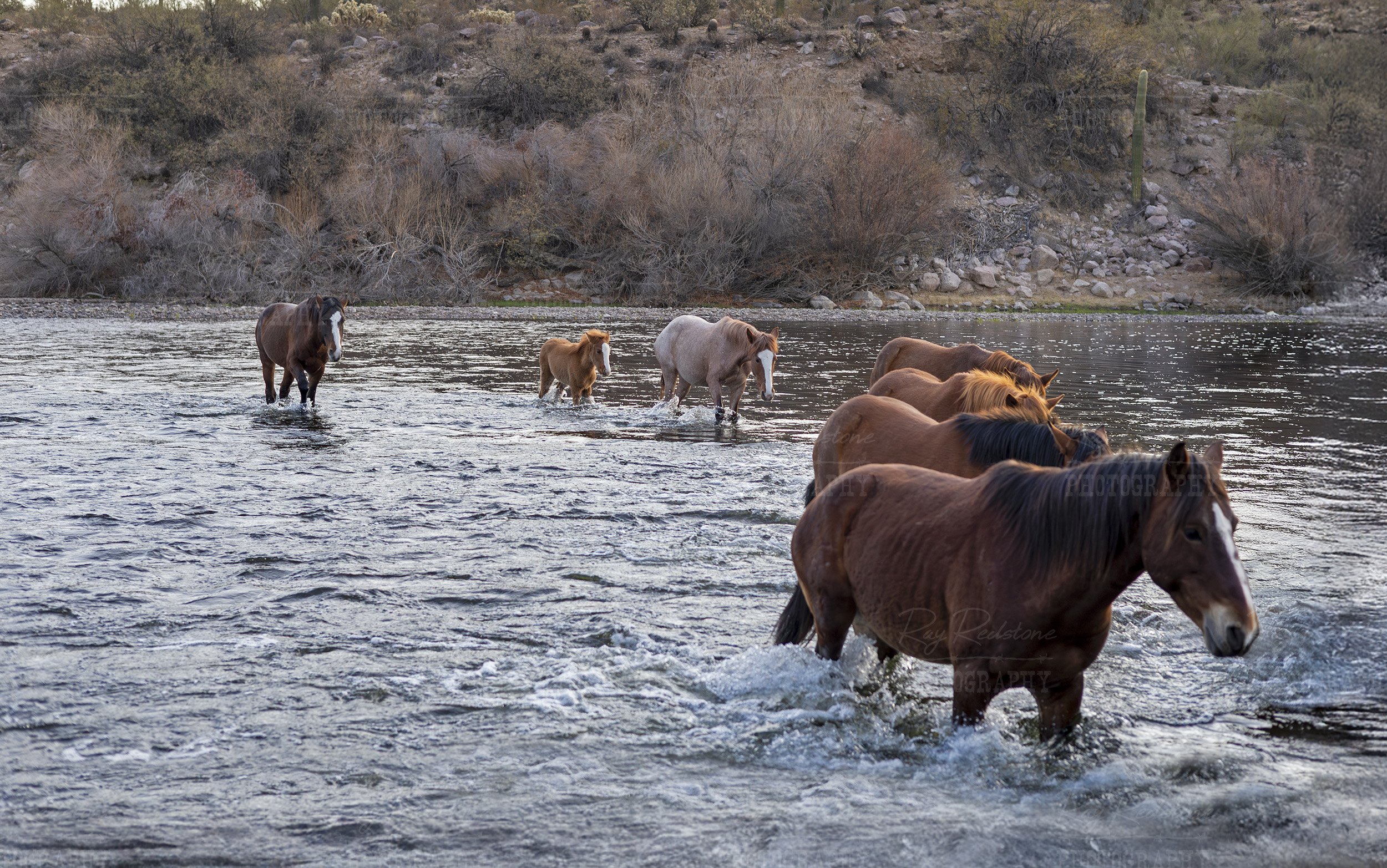Band Of Wild Horses Crossing A River