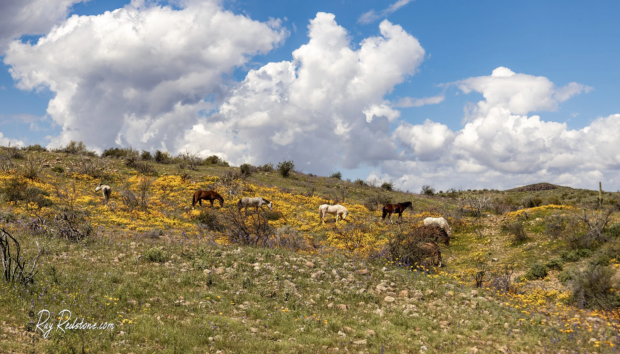 Salt River Wild Horses With Wildflowers In Arizona