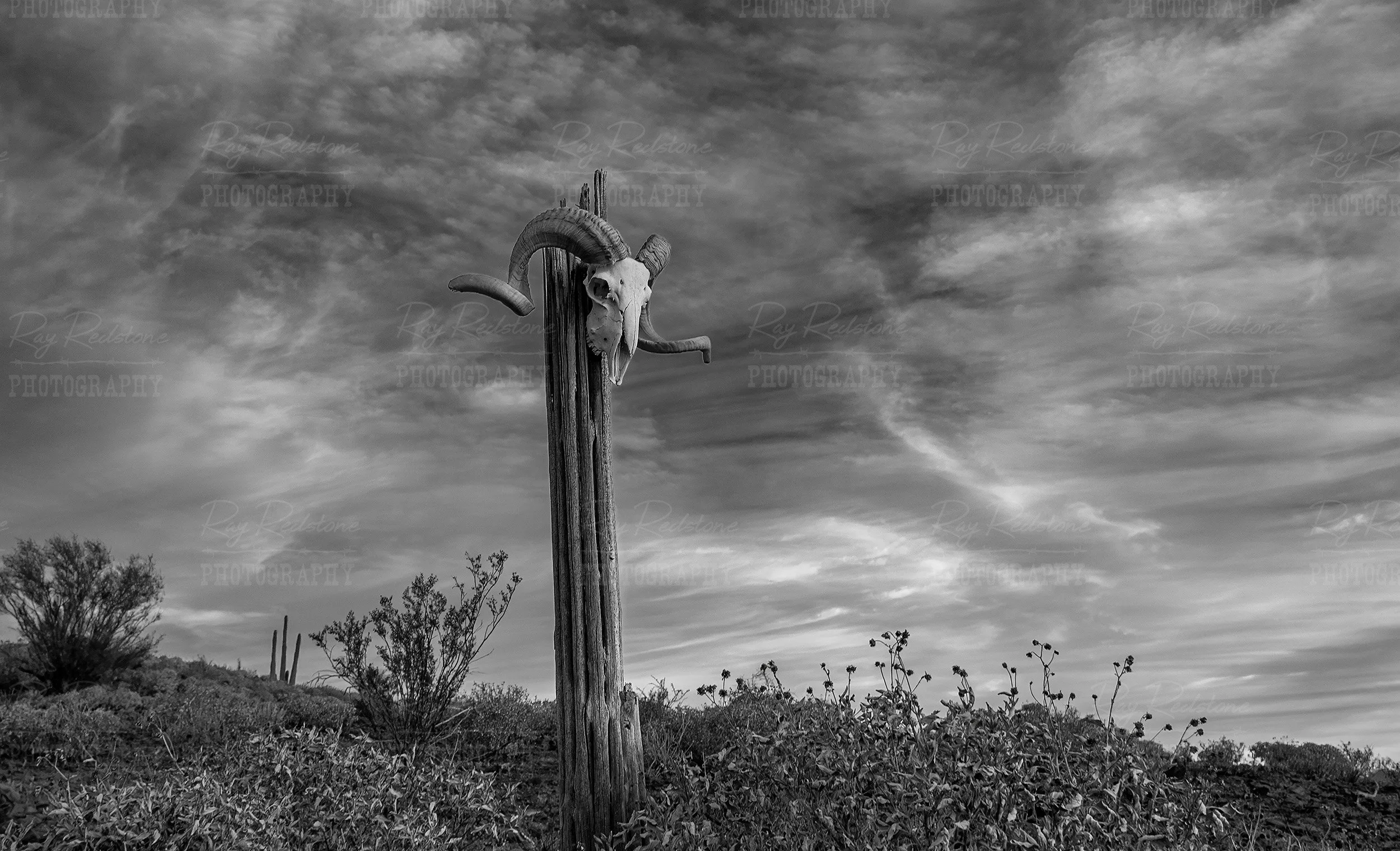 Black & White Big Horn Ram Skull In The Desert