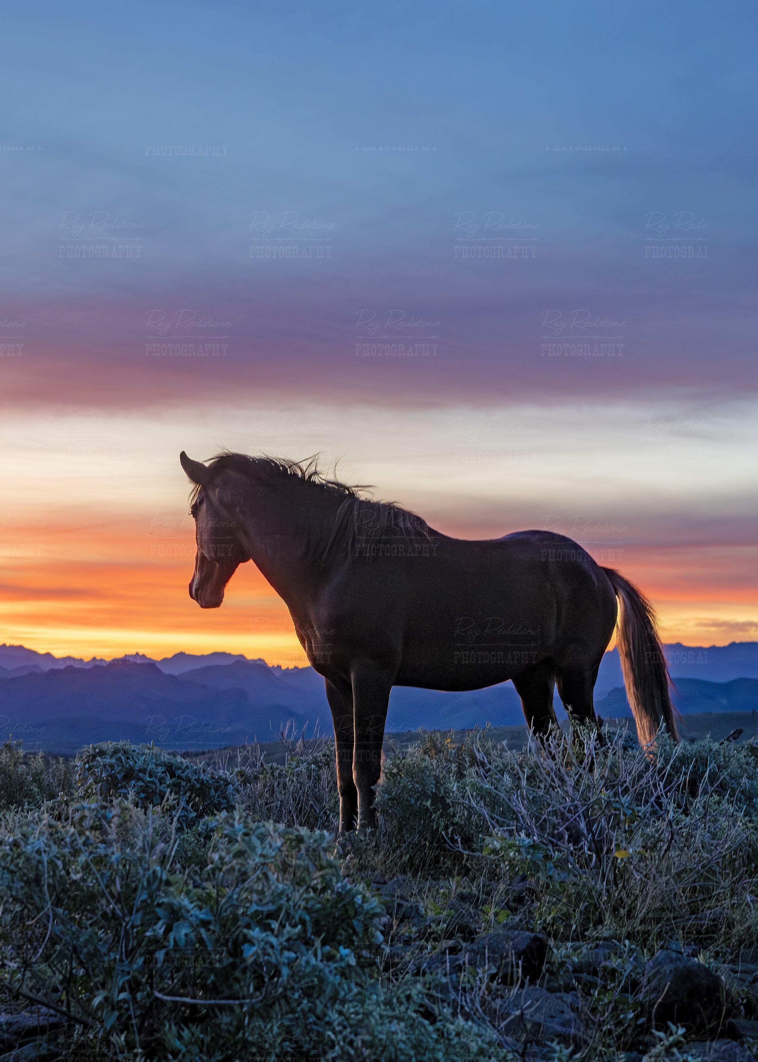 Vertical View Of Wild Horse Stallion On Mountain Sunrise Time